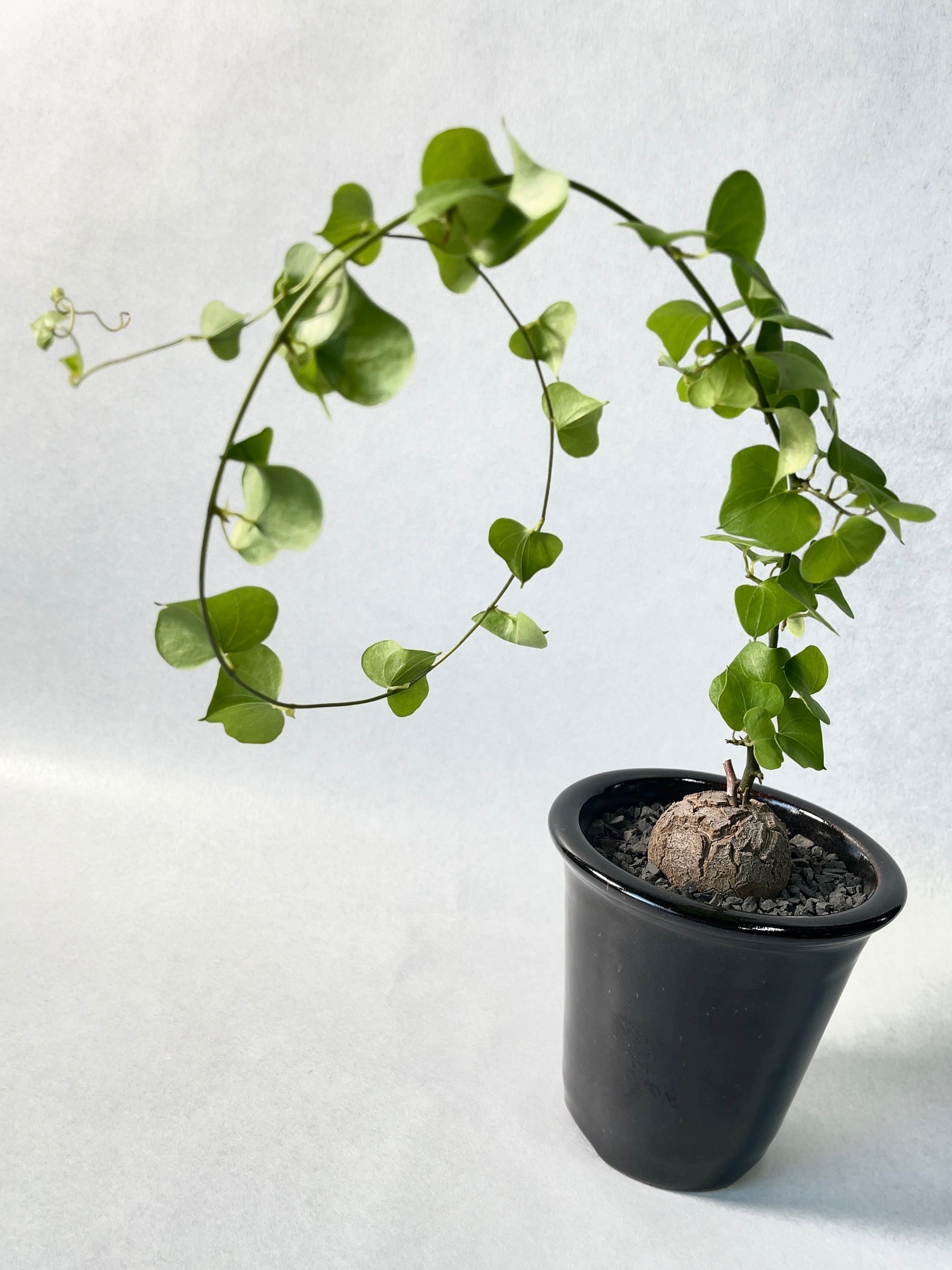 ディオスコレア・エレファンティペス | trigger