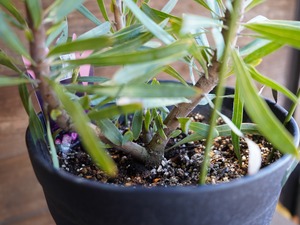 【現物】プロテア　”エクリプス”　