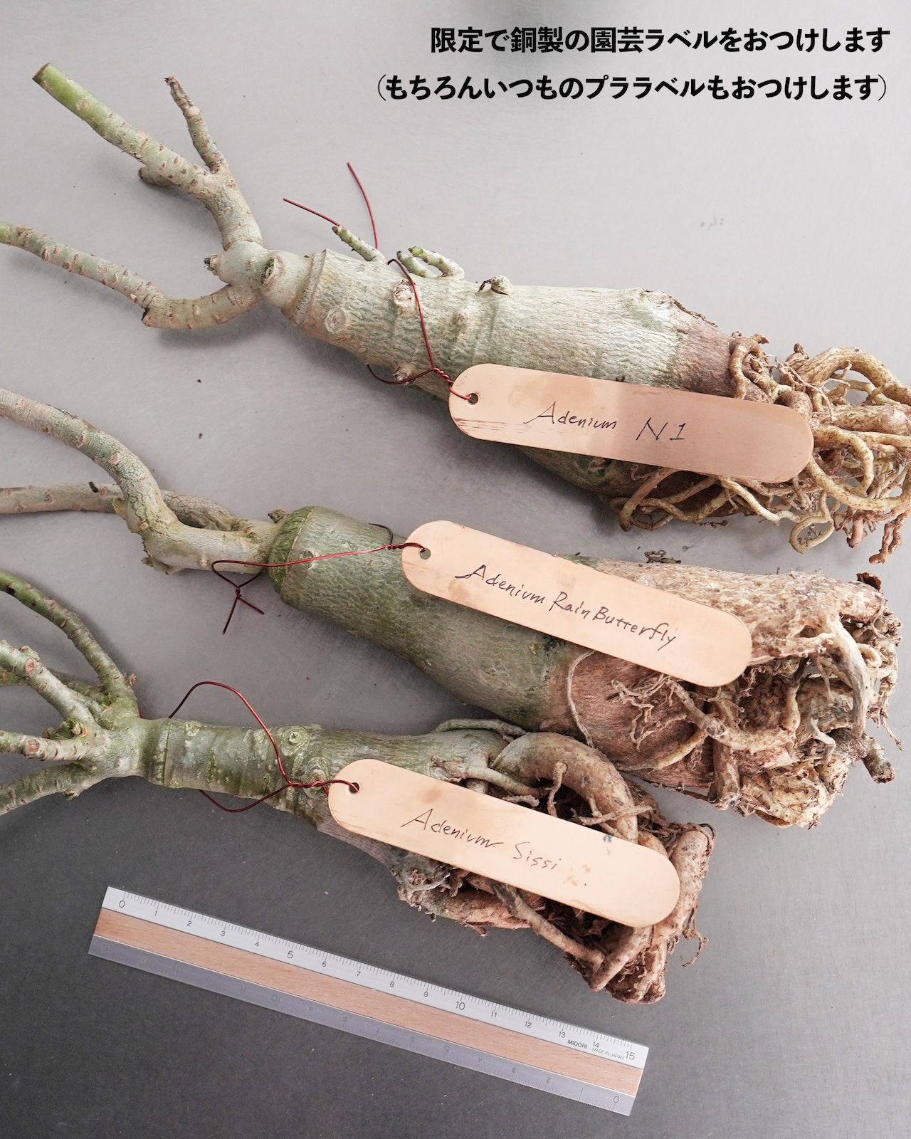 未発根苗 アデニウム シッシー 濃紫白斑 Adenium obesum 'Sissi'