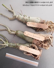 未発根苗 アデニウム シッシー 濃紫白斑 Adenium obesum 'Sissi'