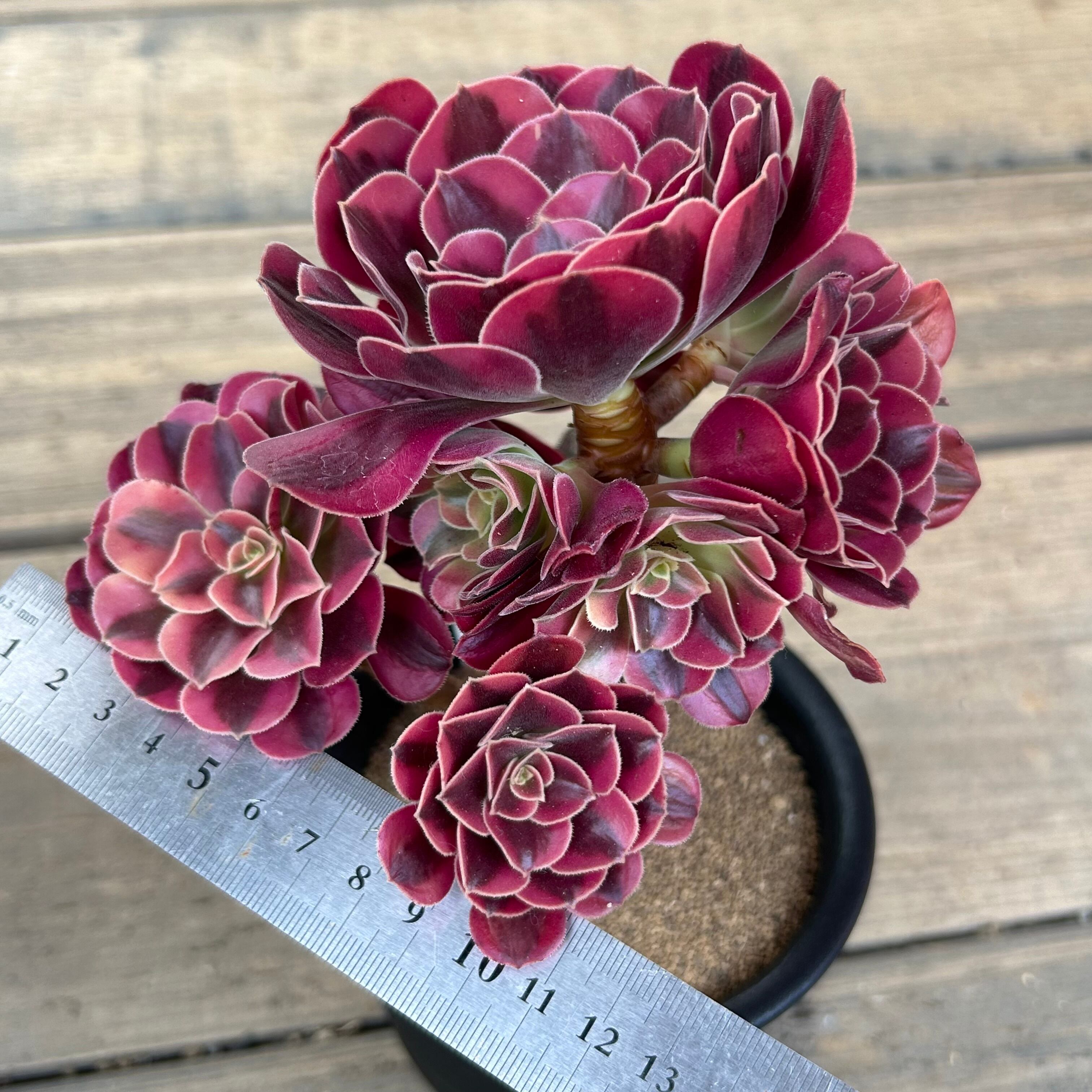 メデューサ アエオニウム 韓国苗 | RuPo 多肉植物専門店