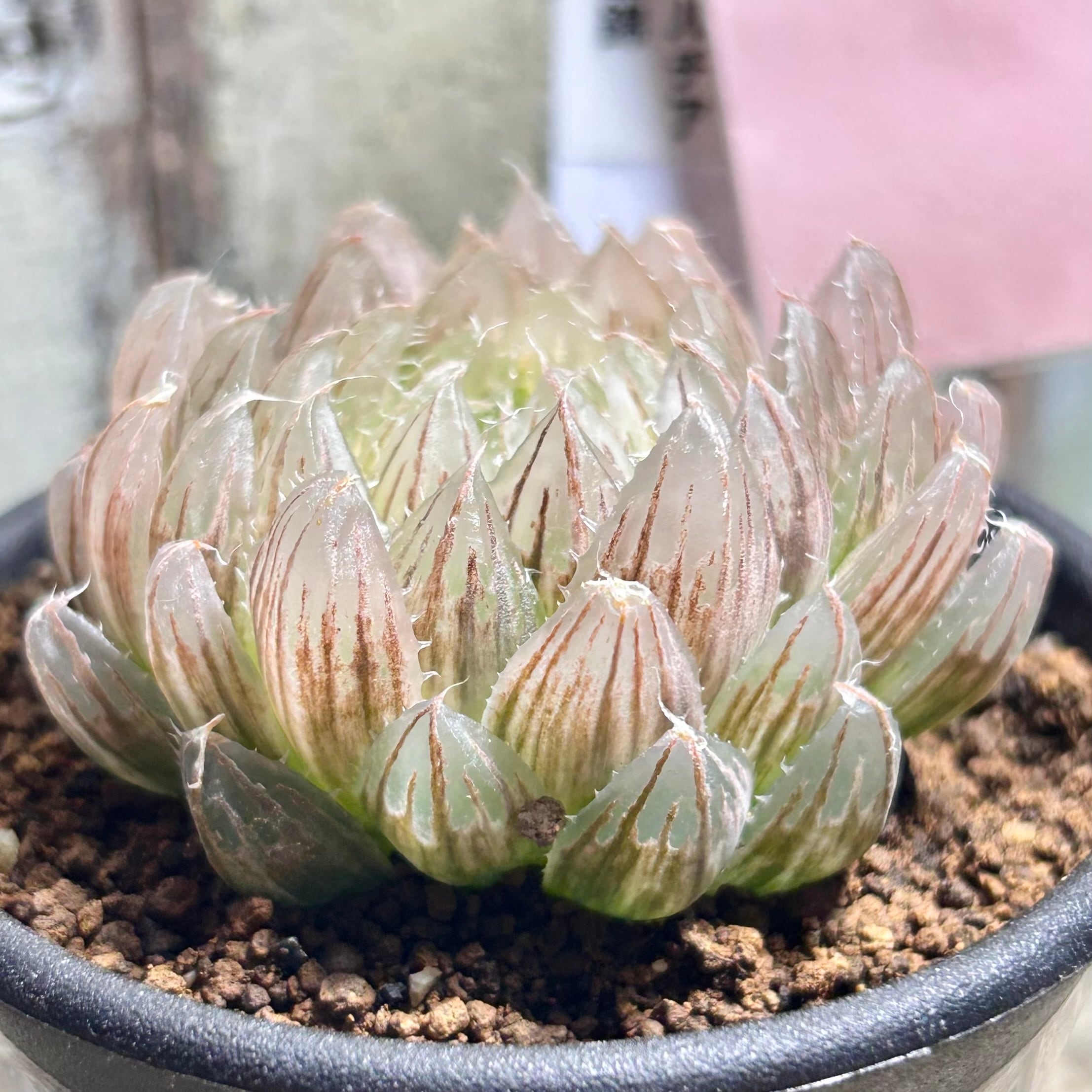 T) B. 翠雲錦 ハオルチア | RuPo 多肉植物専門店