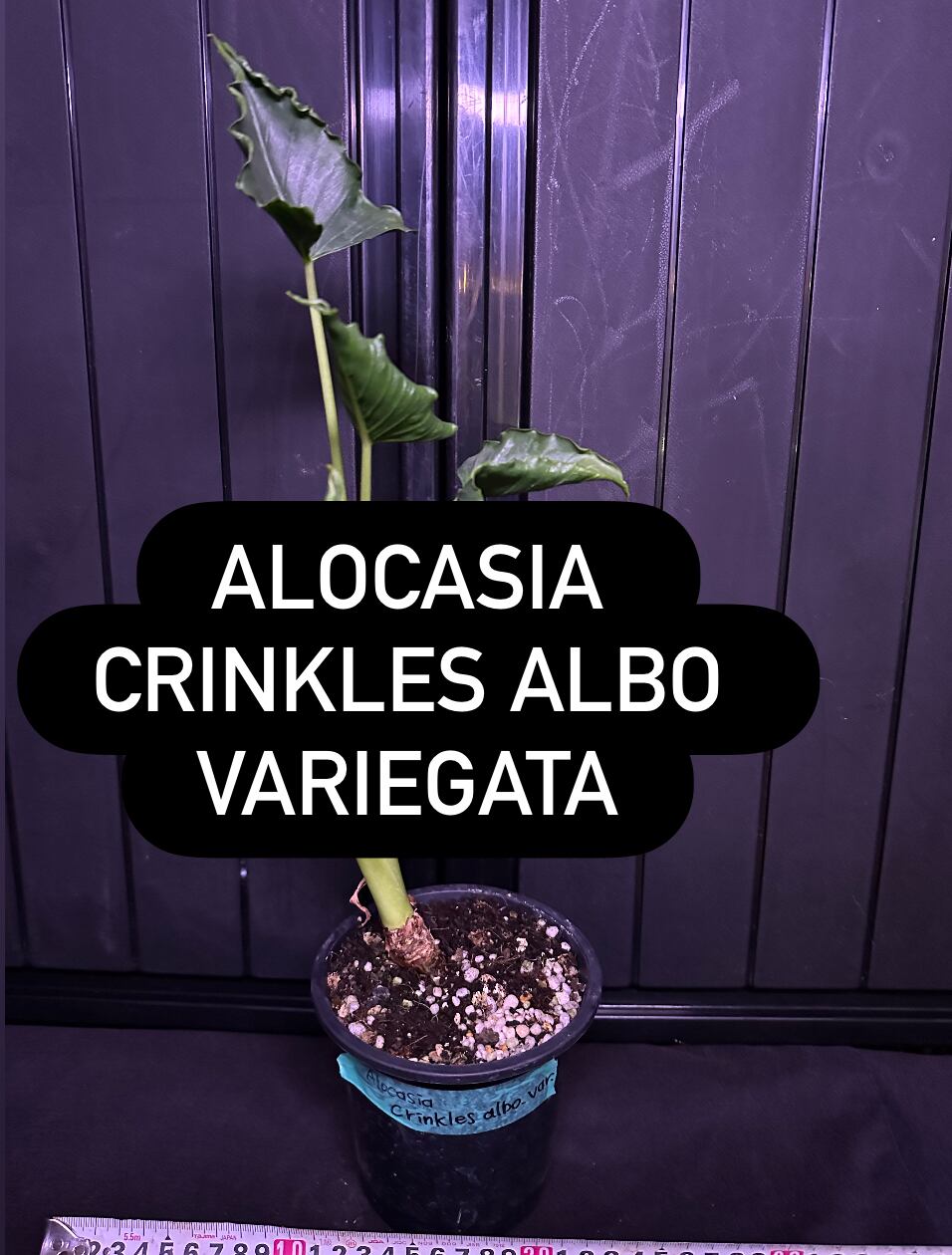 Alocasia Crinkles albo Variegata アロカシア クリンクルズ アルボ