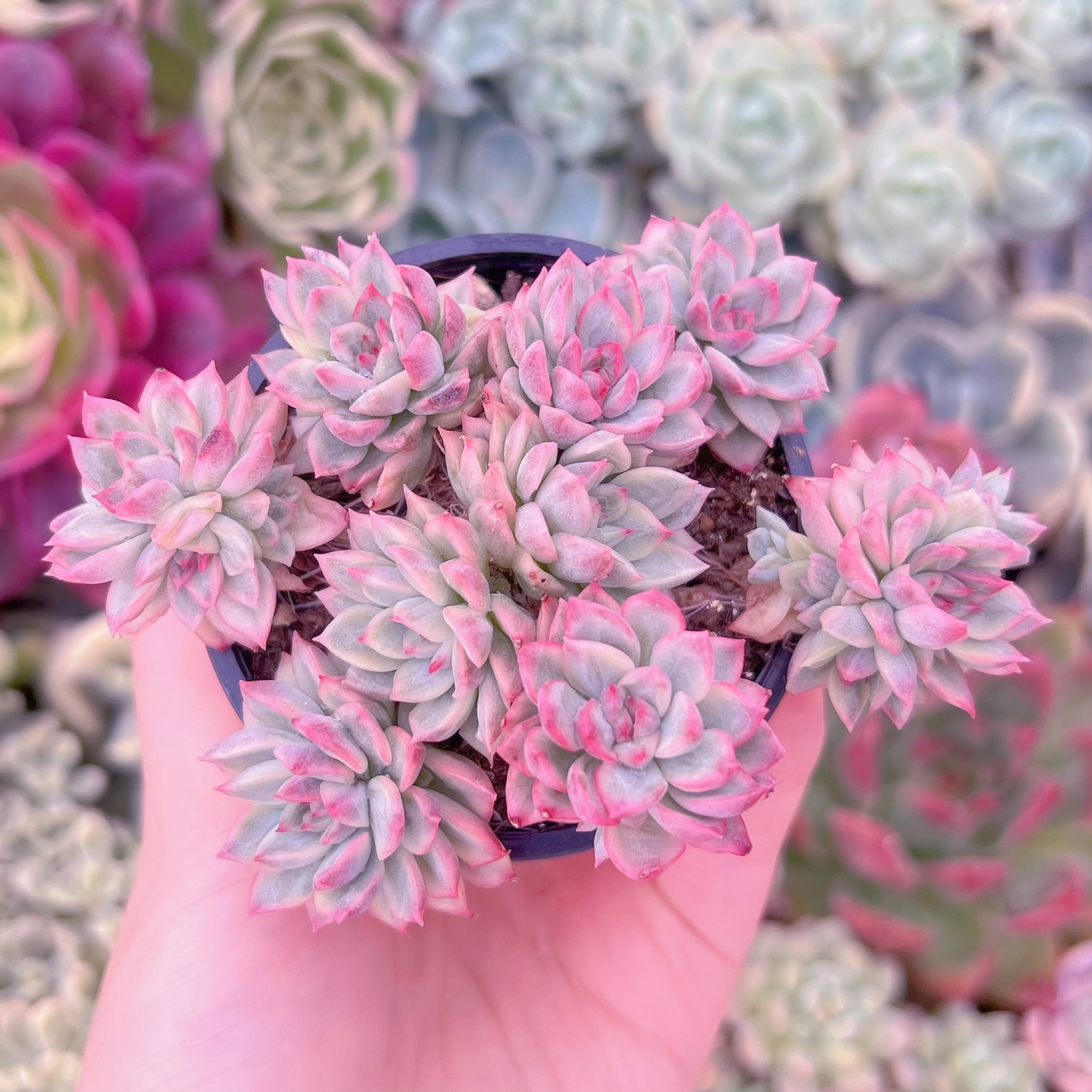 現品　Maibina#902　群生　るる農園