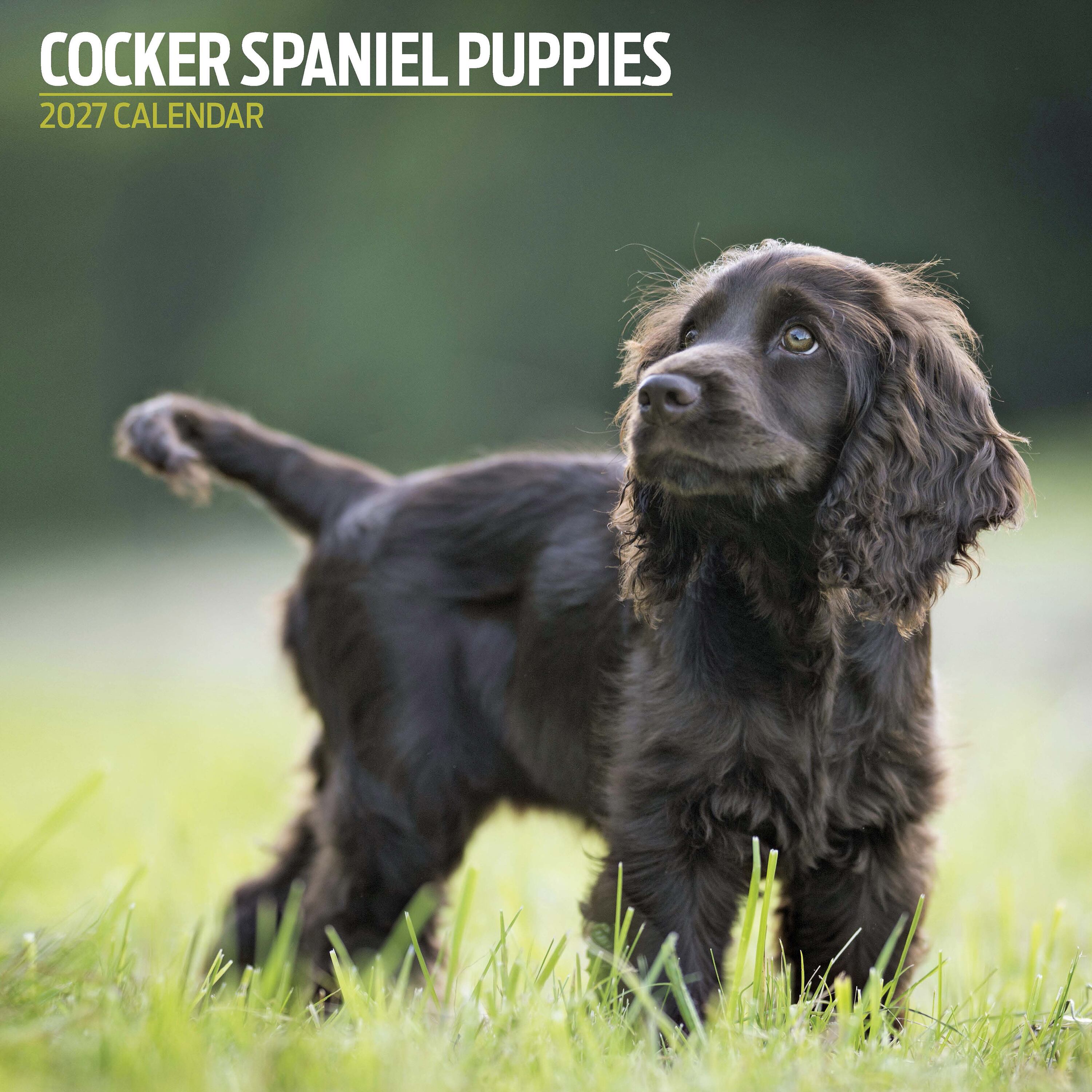 【2027年版】英国製犬種カレンダー【コッカー・スパニエル・パピー】Traditional 2027年版