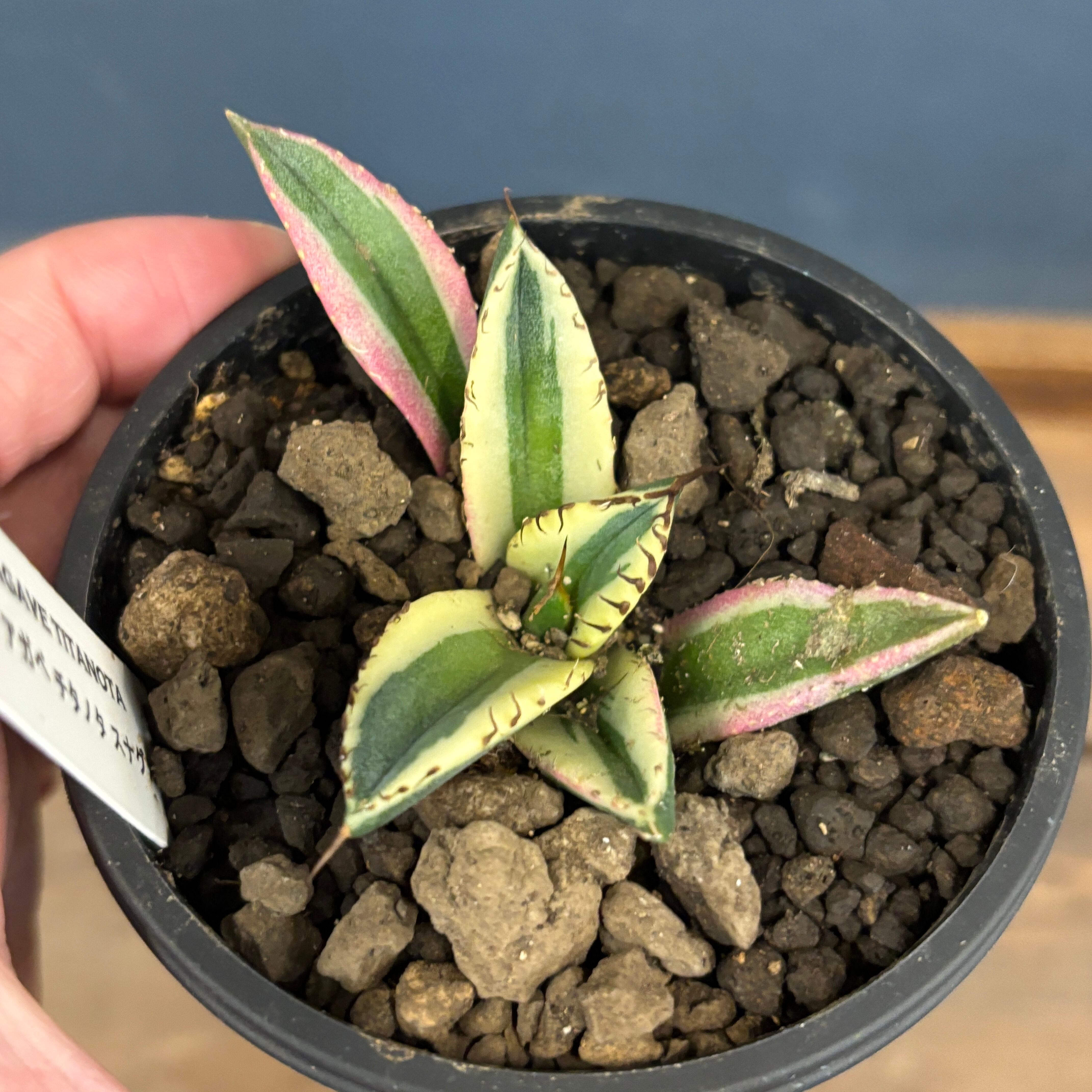 アガベ チタノタ スナグルトゥース【210】 | PROTOLEAF プロトリーフ