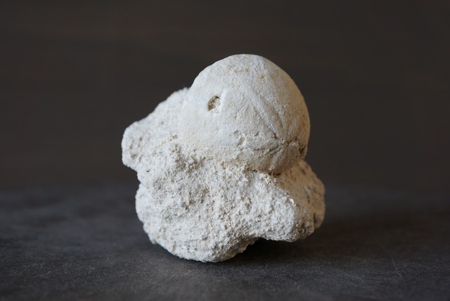 ウニ化石　母岩付き　Rhyncholampas trojanus　1006