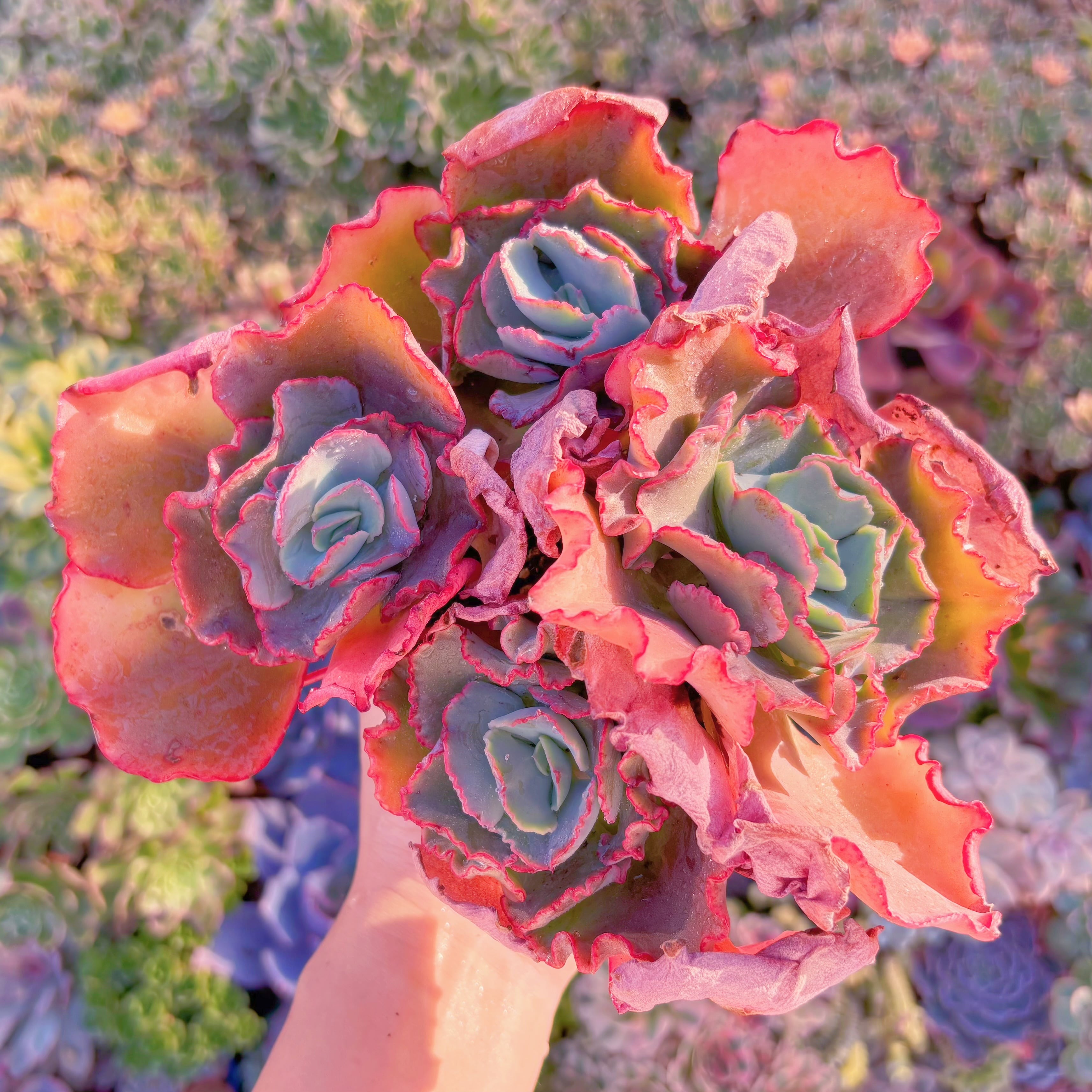 現品　女王の花笠#A083　大群生　新入荷　るる農園