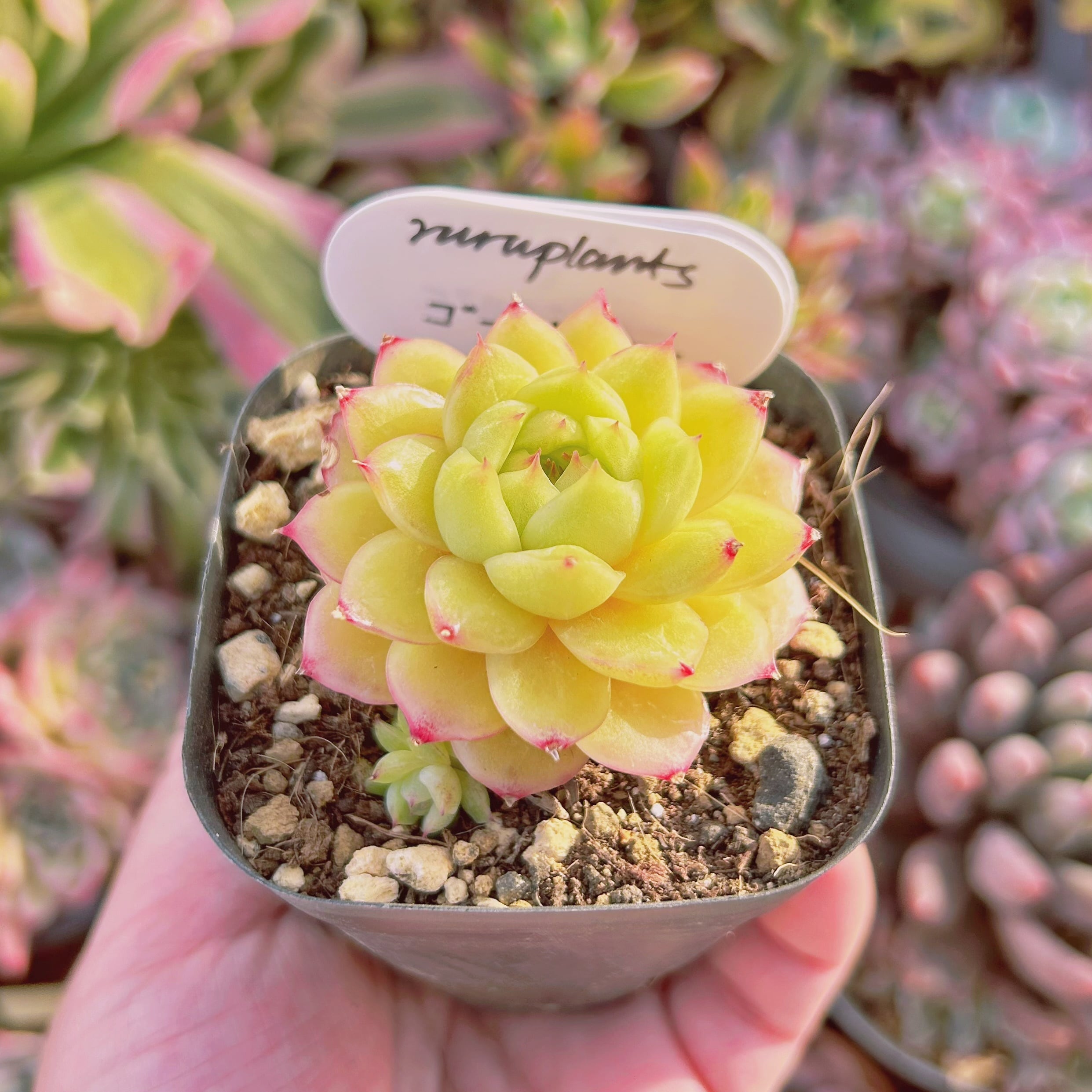 現物 多肉植物 Echeveria ゴールドアニー | るる農園~多肉植物専門