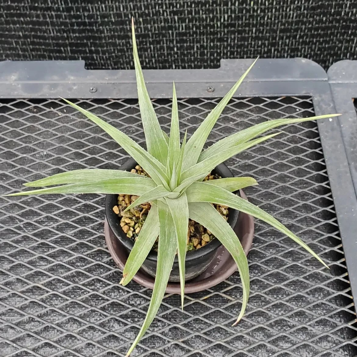 Dyckia（ディッキア） | レアプランツ通販サイトPlants Maniax