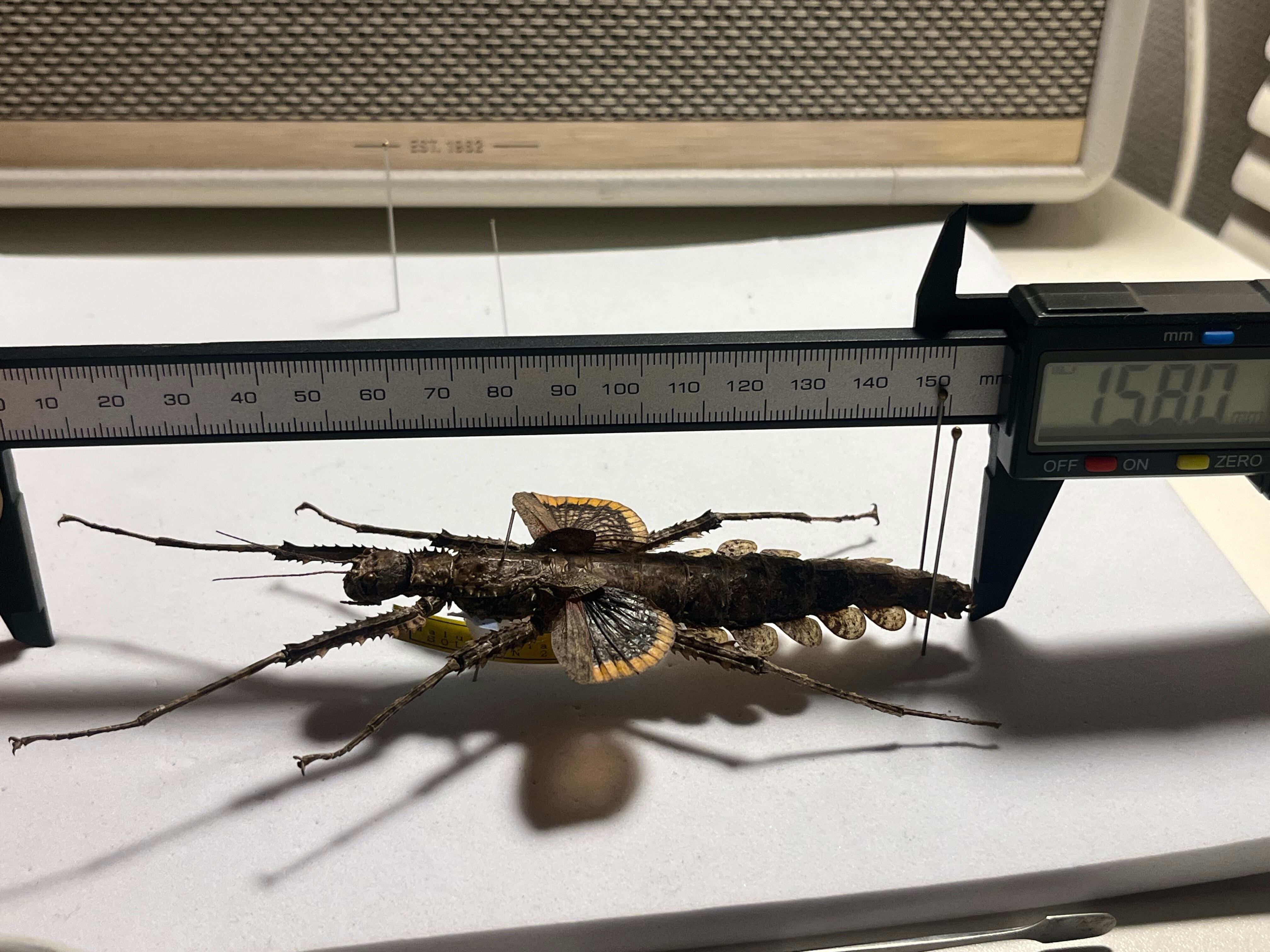 標本】Cotylosoma carlottaeナナフシ コノハムシ タランチュラカマキリ