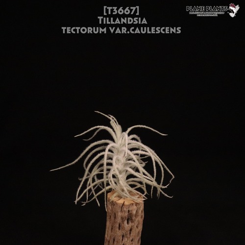【送料無料】tectorum var.caulescens〔エアプランツ〕現品発送T3667