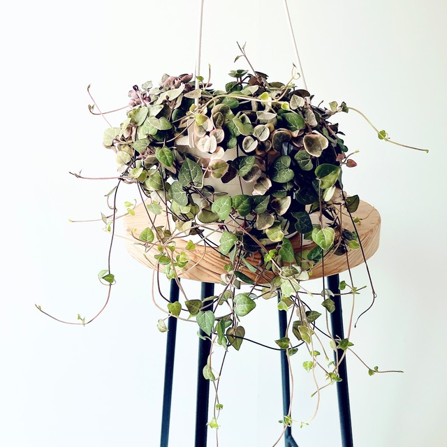 《人気》ハートカズラ 5号鉢 多肉植物 ハンギング 観葉植物 calm cafe