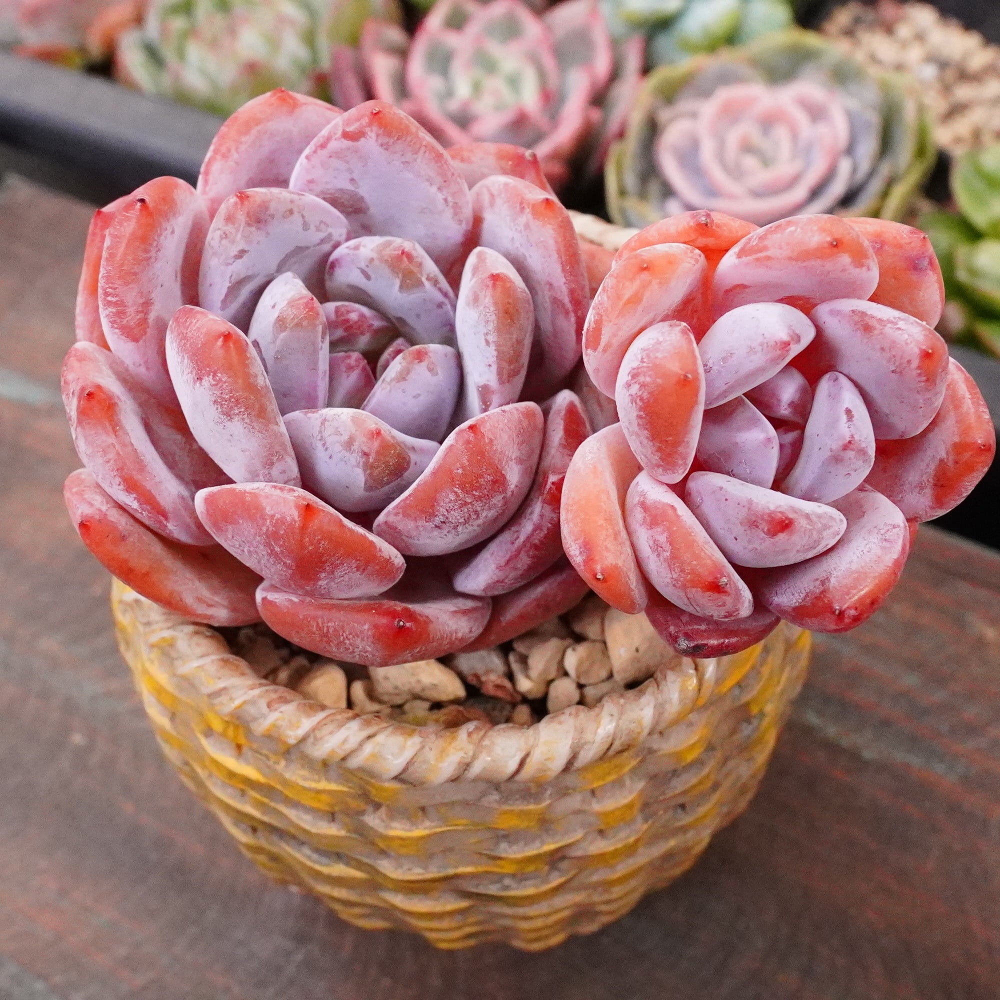 多肉植物❗️赤字覚悟 韓国苗 斑入り 錦8種セット❗️ 多肉植物