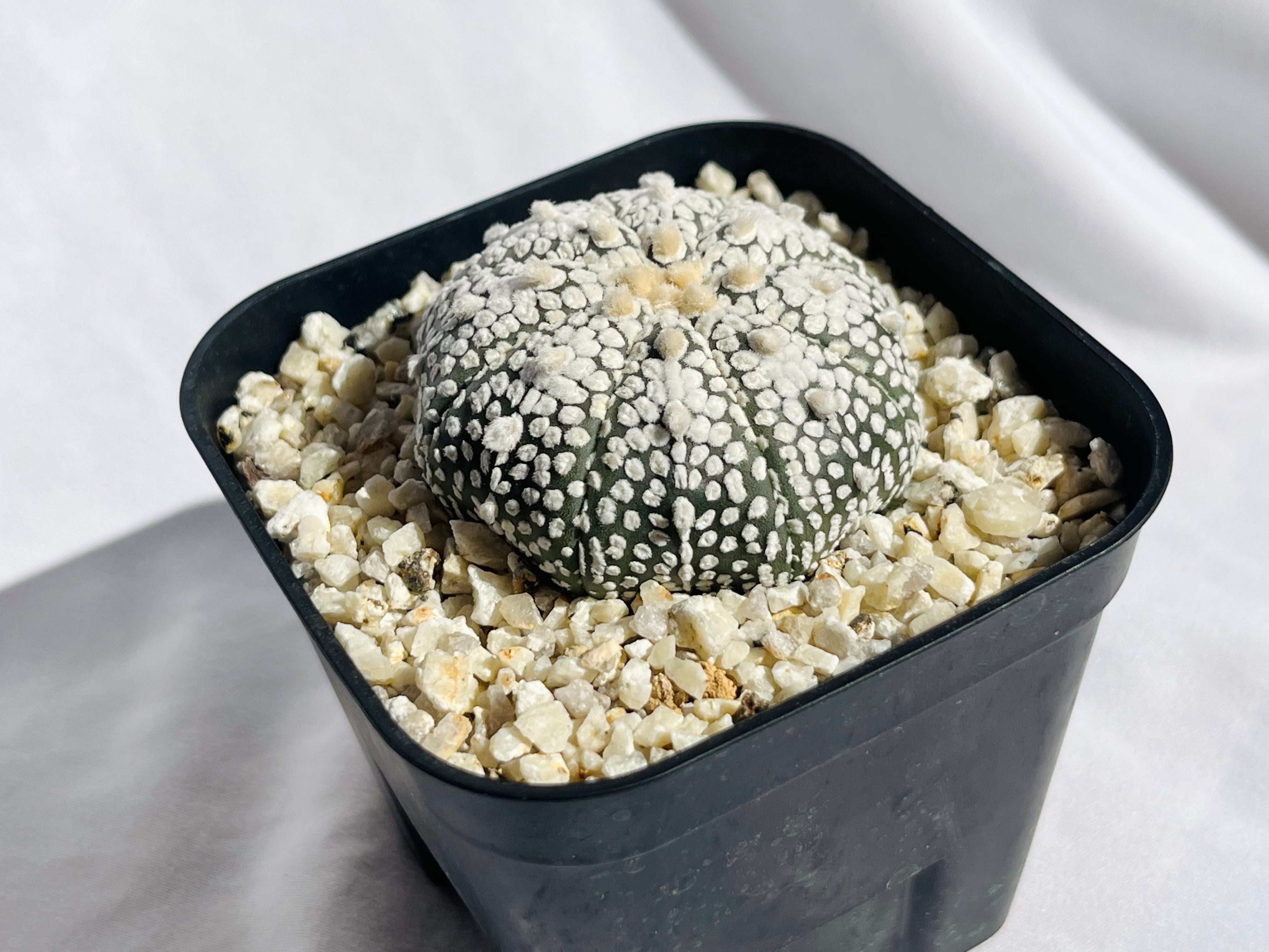 Astrophytum asterias ミラクル兜 兜丸 サボテン | plants MARU