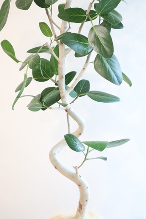 【都内近郊限定配送】フィカス ベンガレンシス/Ficus benghalensis ※陶器鉢カバー別