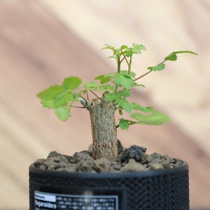 Bursera fagaroides ブルセラ ファガロイデス / 小株(3号鉢)/Lot.002