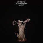 【送料無料】 Hohenbergia sp.357〔ホヘンベルギア〕現品発送H0069