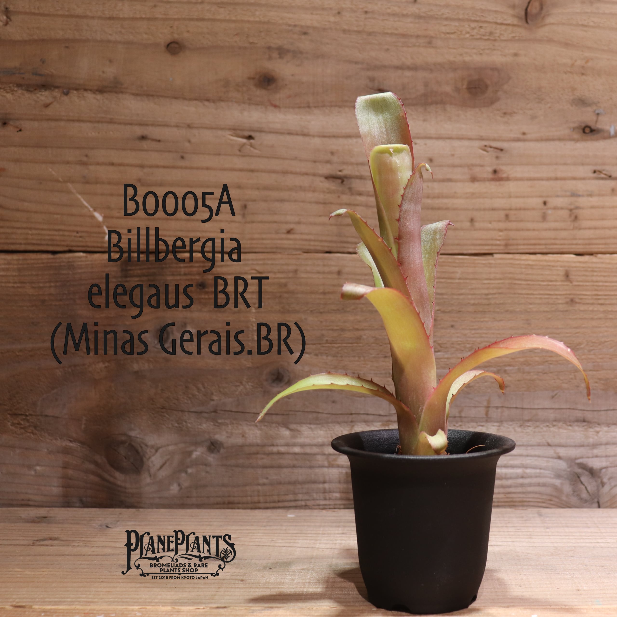 【送料無料】Billbergia elegaus BRT.(Minas Gerais.BR) (pup)〔ビルベルギア〕現品発送B005A