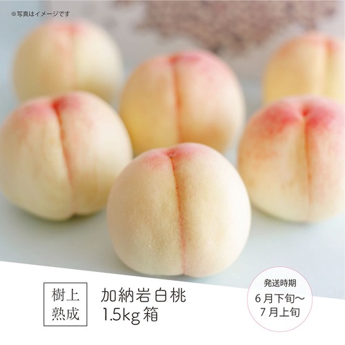 加納岩白桃 1.5kg箱（5～6玉）
