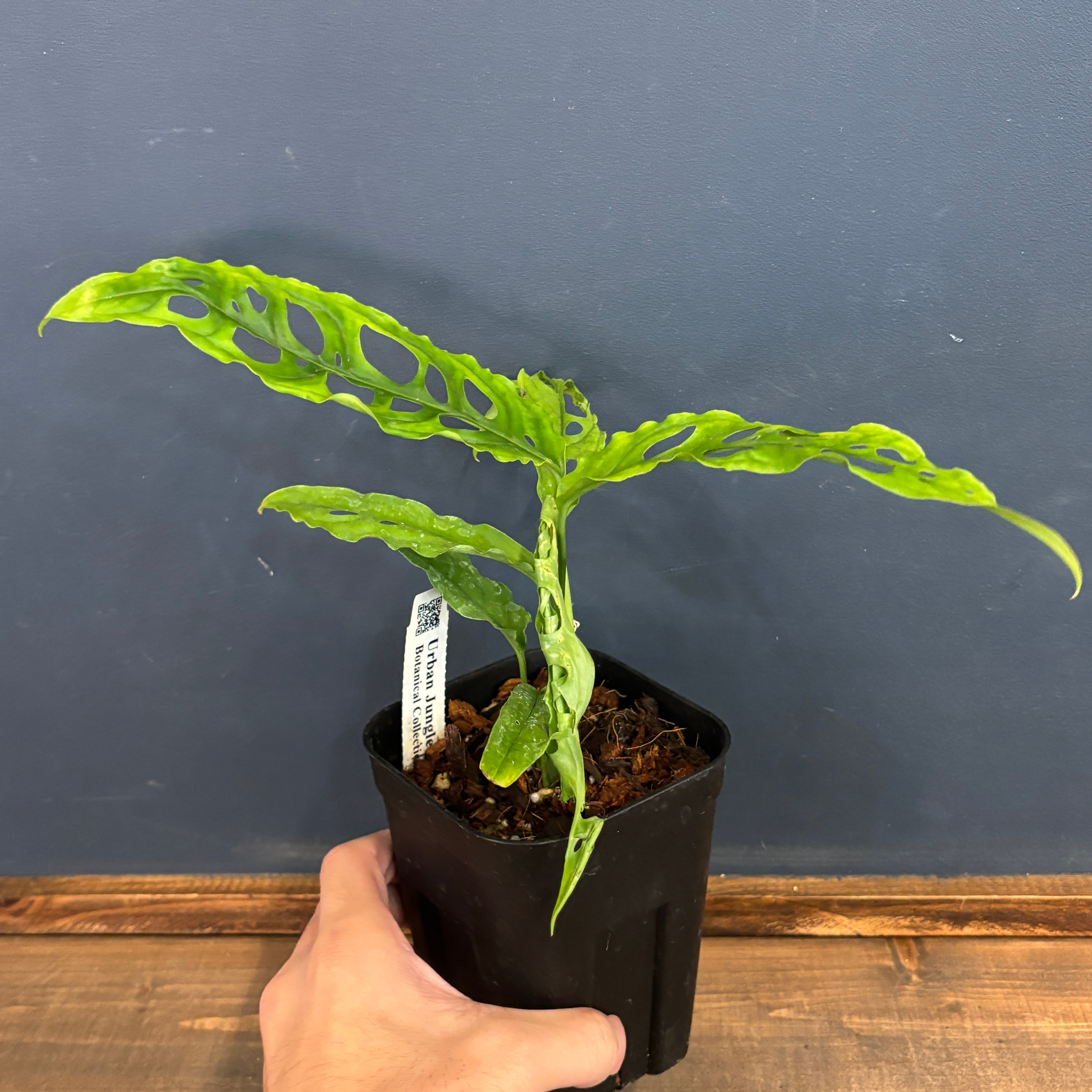 モンステラ オブリクア ペルー【840】 | PROTOLEAF プロトリーフ