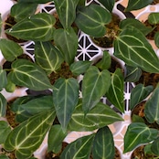 Anthurium Regale / アンスリウム・レガレ【お得なまとめ売り】
