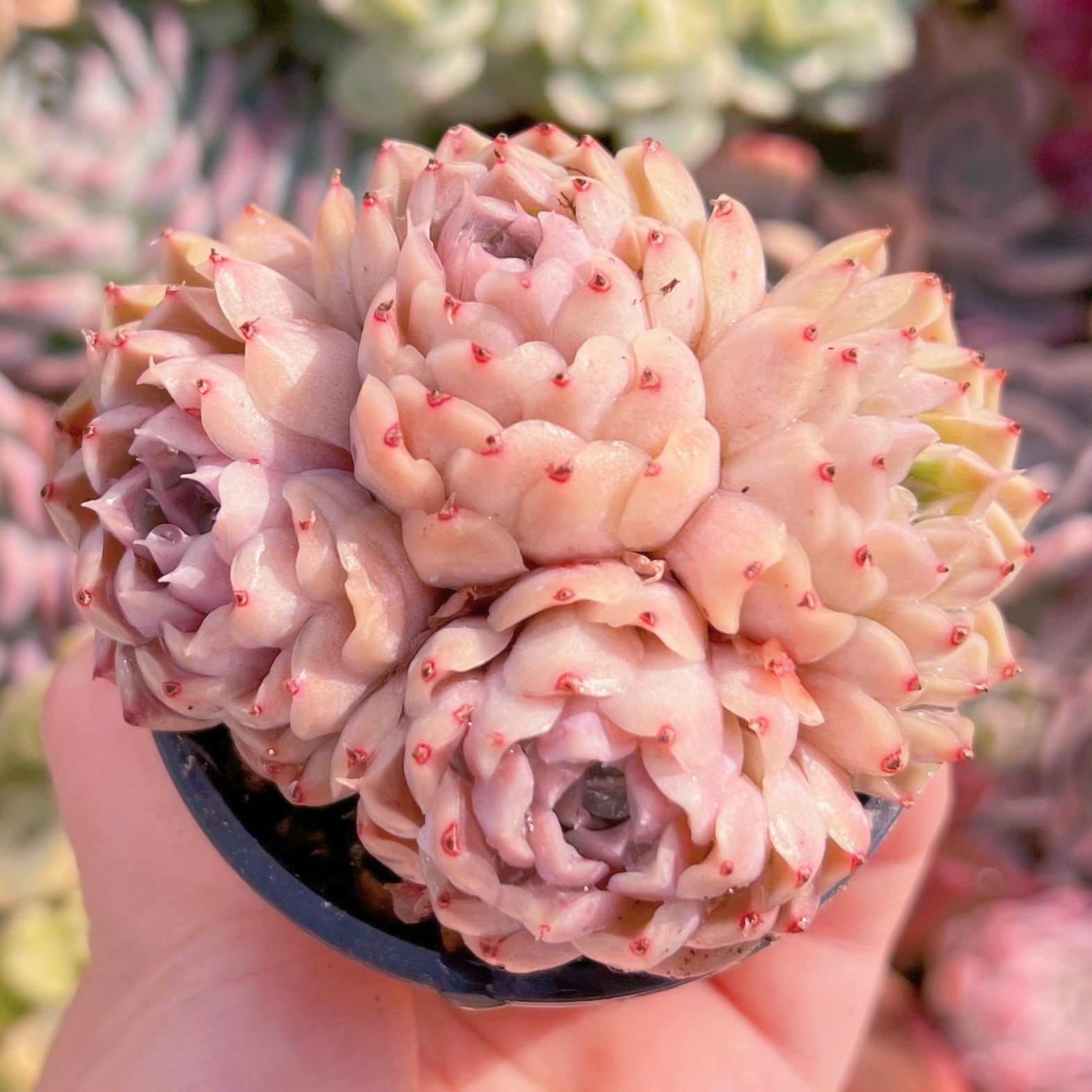 現品　ヘレナ#560　群生　るる農園