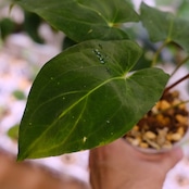 Anthurium King of spades(KOS) × Papillilaminum(Fort Sherman) / アンスリウム・キングオブスペード×パピリラミナム