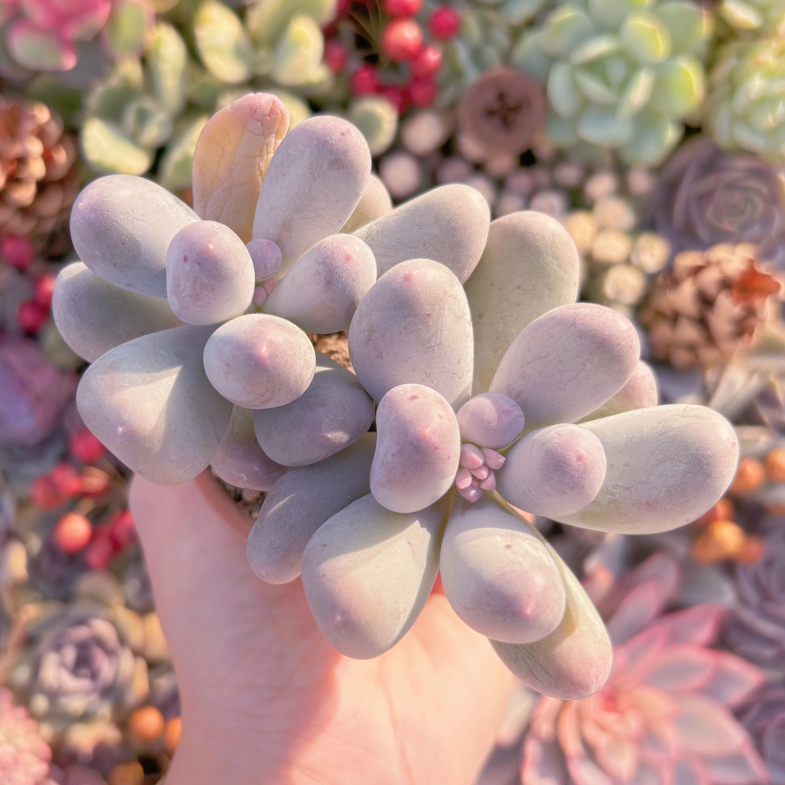 多肉植物　新品種　ミルクミル　群生　るる農園