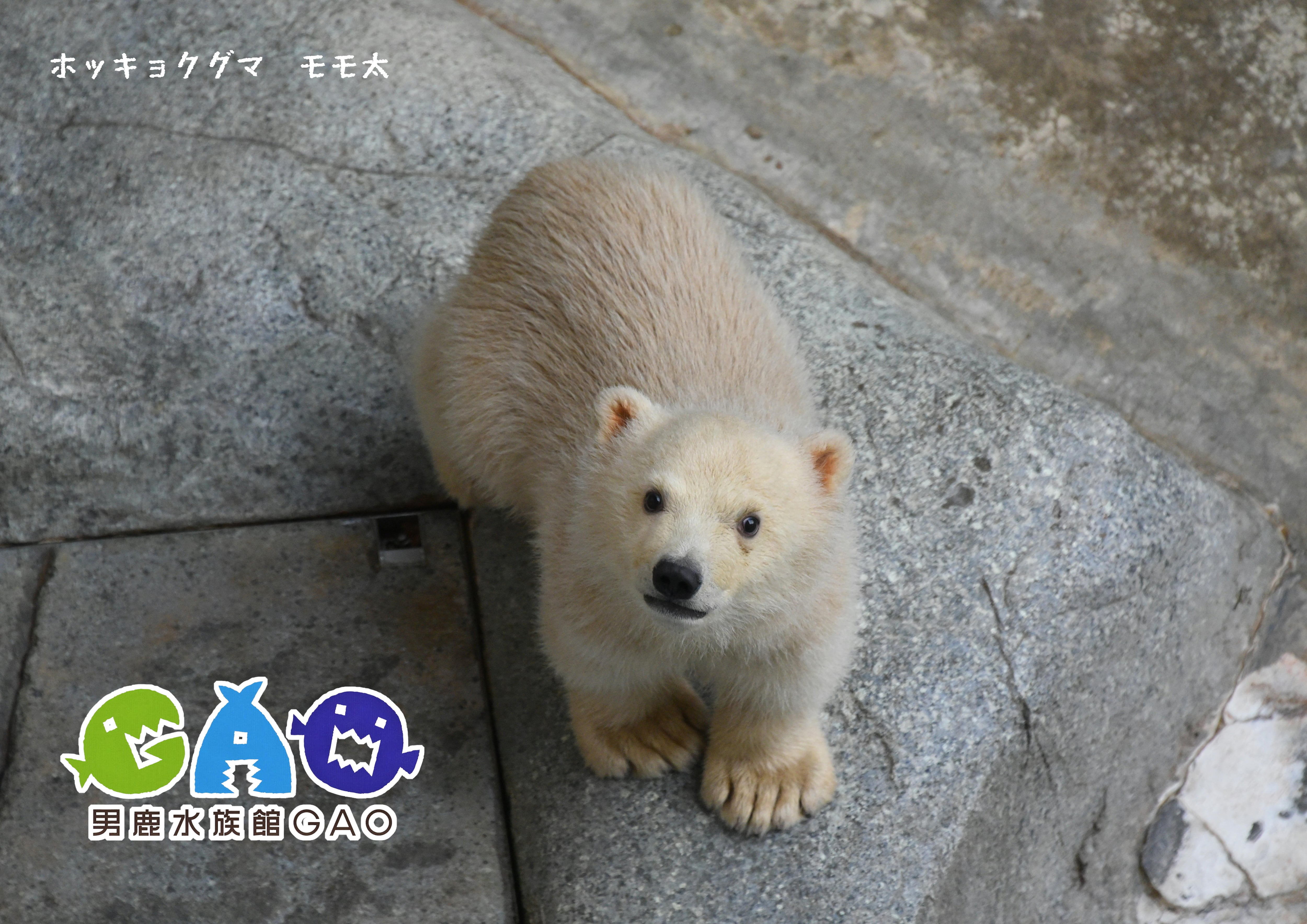 ポストカード3枚セット モモ太 | 男鹿水族館GAO Online Shop
