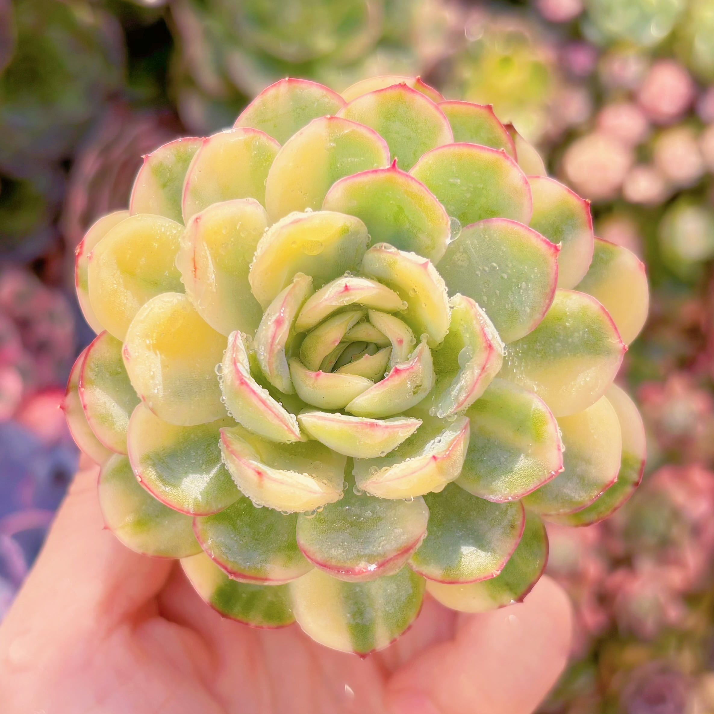 多肉植物　ストロベリーアイス錦　新入荷　るる農園