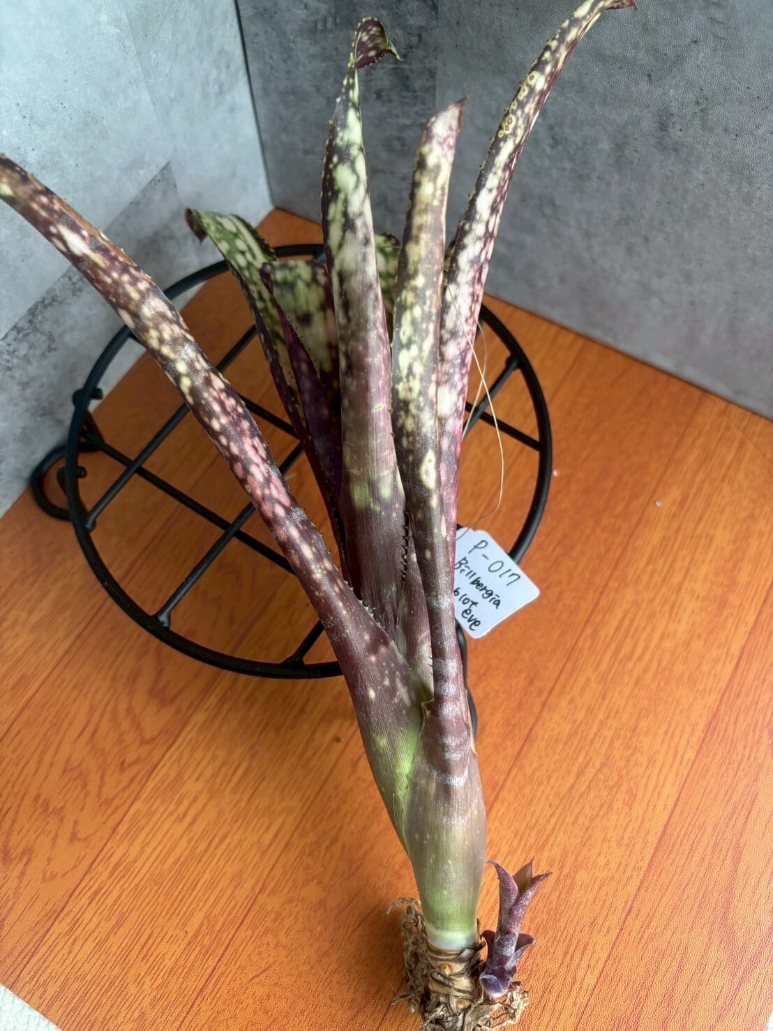 ビルベルギア タルボット 子株付き