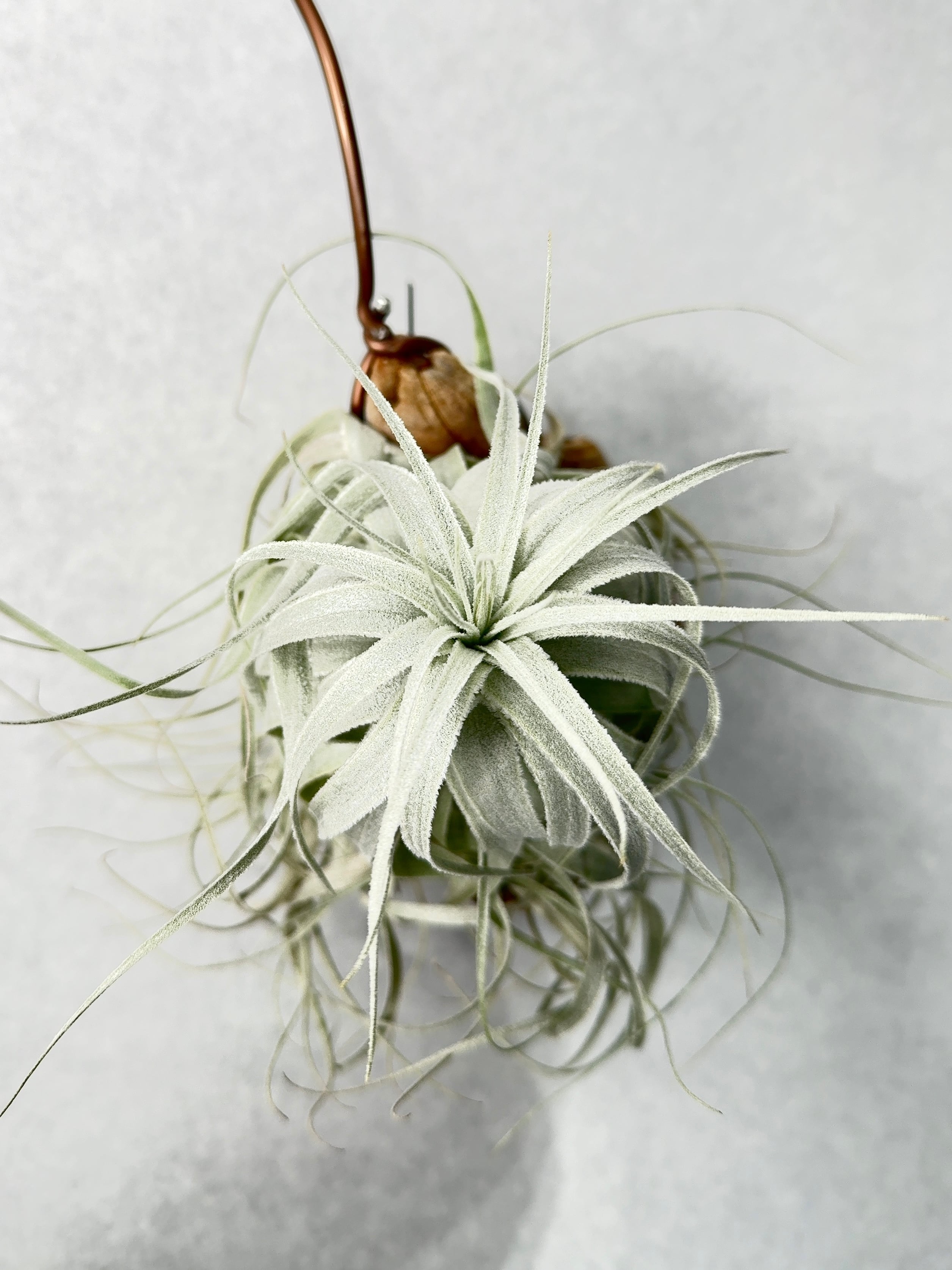 チャペウエンシス・チュリフォルミス実生 | trigger