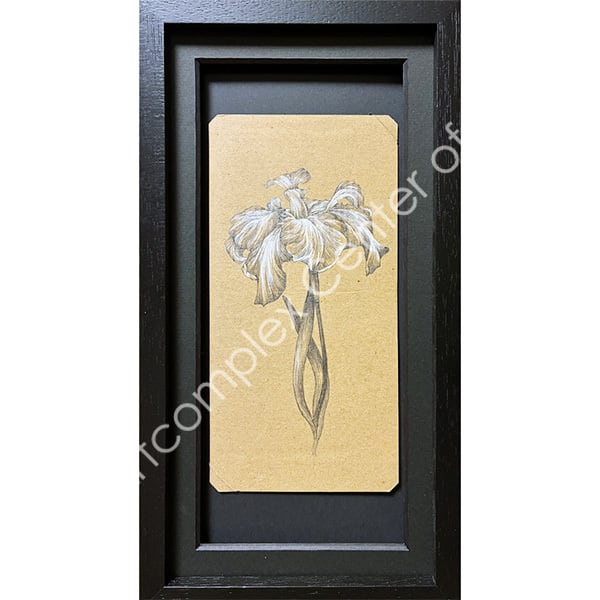 悠莉「drawing-菖蒲-」