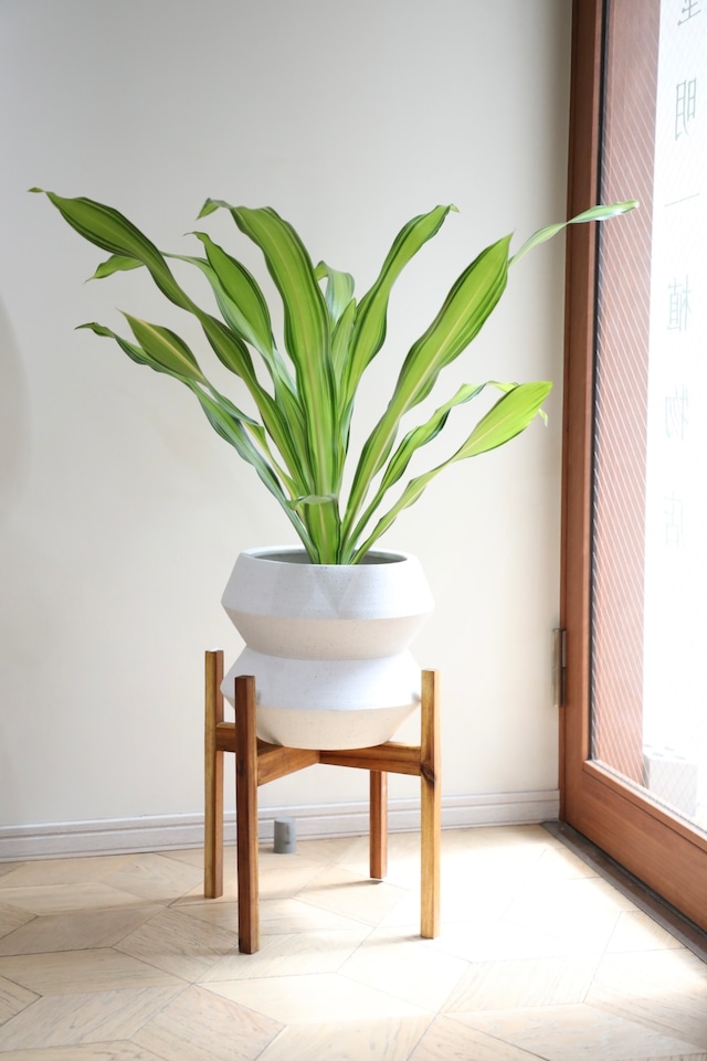 【L/80cm】ドラセナ マッサン スカイライン/Dracaena Fragrans skyline ※陶器鉢カバー付き