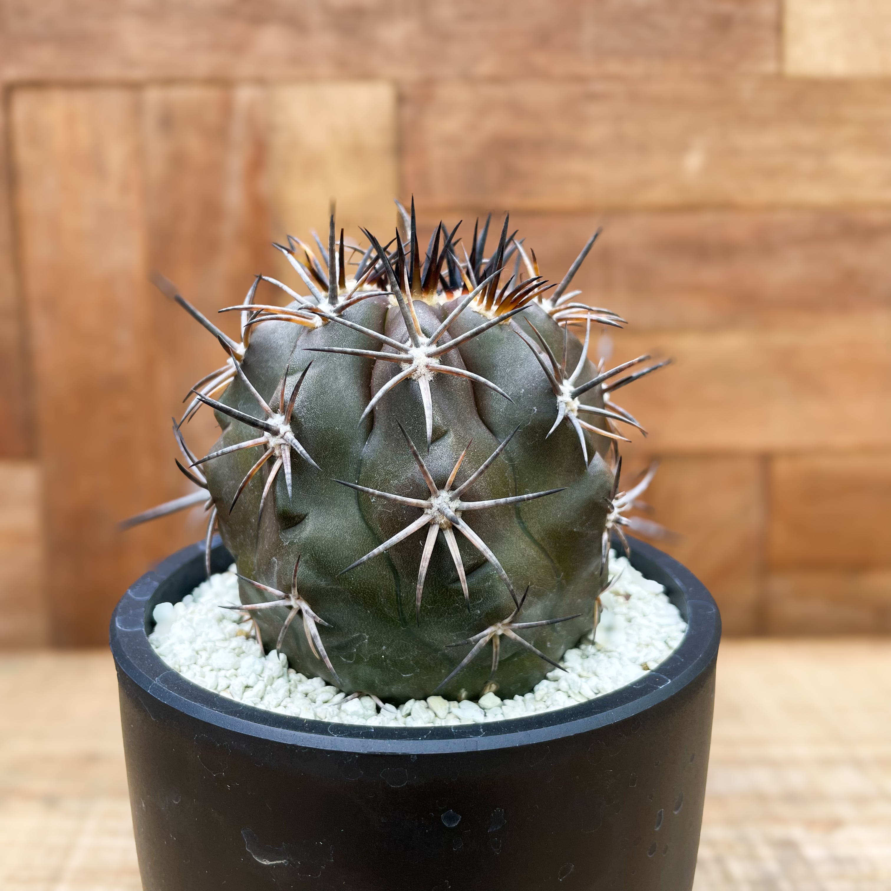 Copiapoa dura【コピアポア・デュラ・銅羅丸・実生】 | RIMO 
