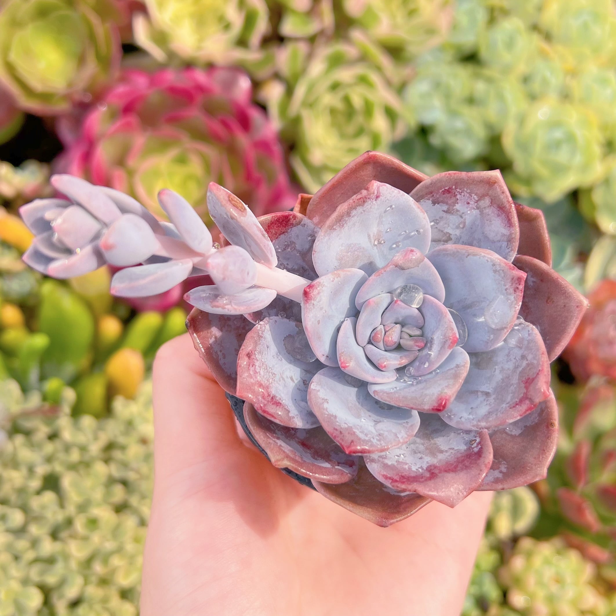 現品　桜雪#1131　るる農園