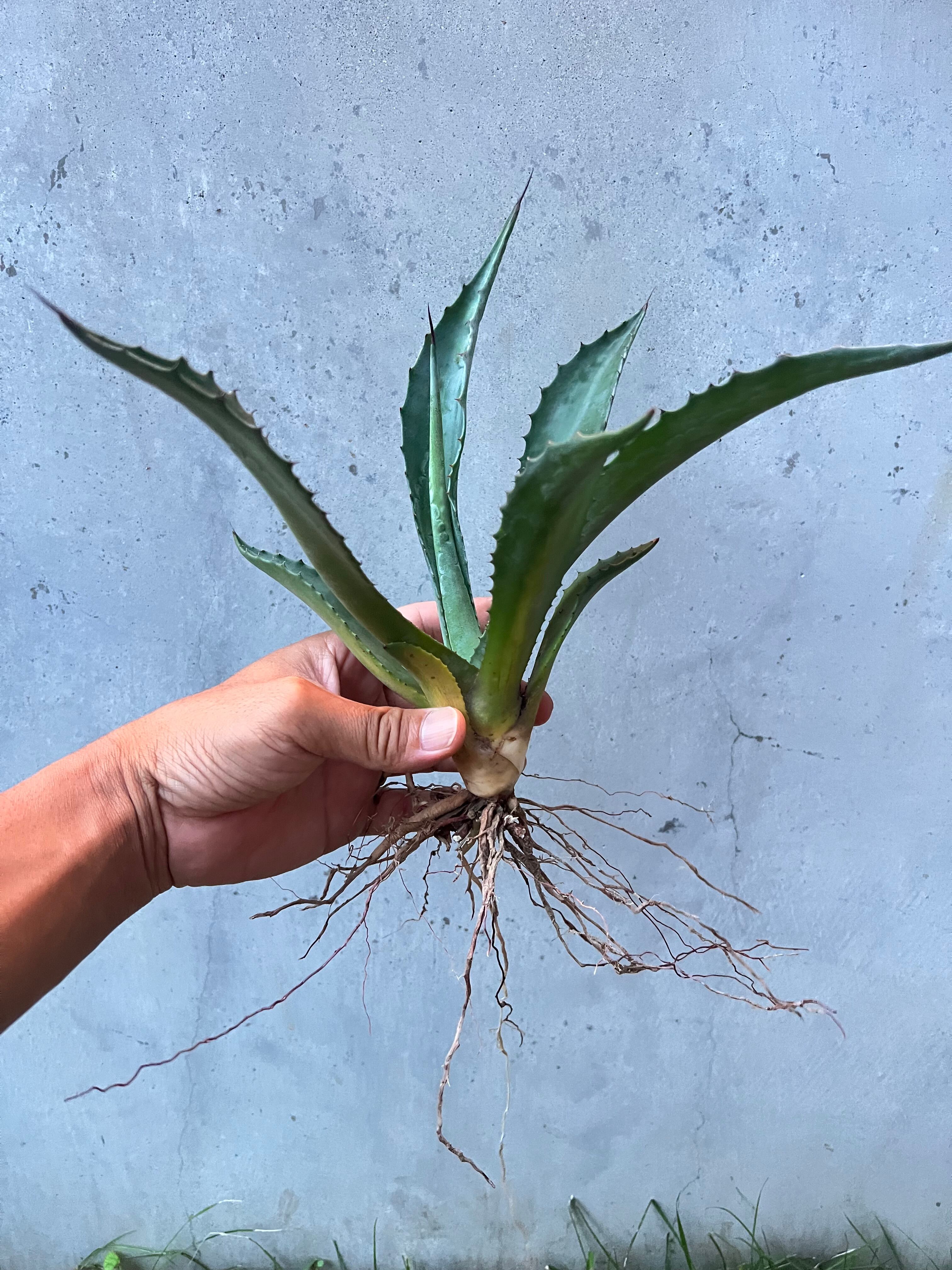 ②アガベ サルミアナ・フェロックス ”ローガン・ カルホーン” | green