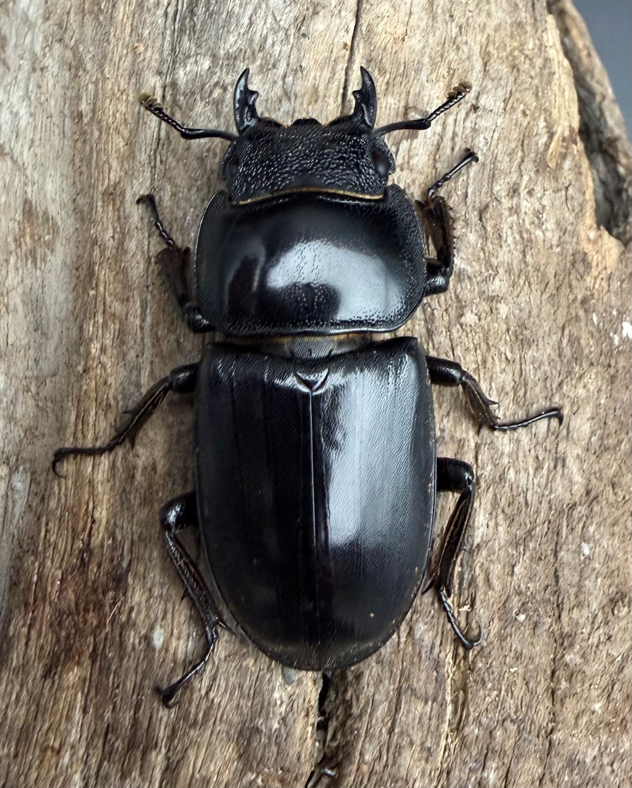 【WD】《パラワンオオヒラタ マンタリンガハン産 90mm ペア》