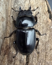 【WD】《パラワンオオヒラタ マンタリンガハン産 90mm ペア》