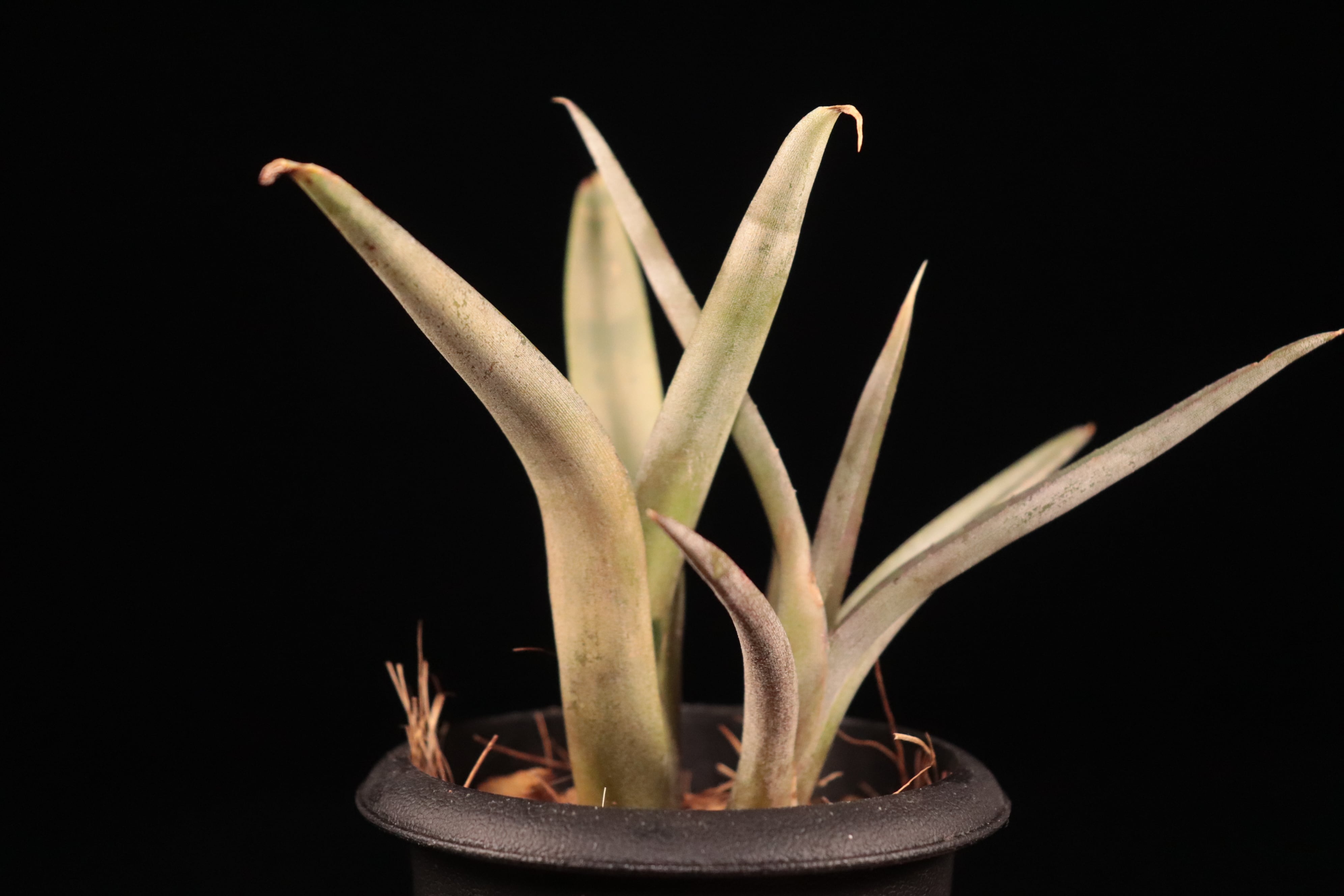 送料無料】Neoregelia bahiana (diamantinensis)〔ネオレゲリア〕現品
