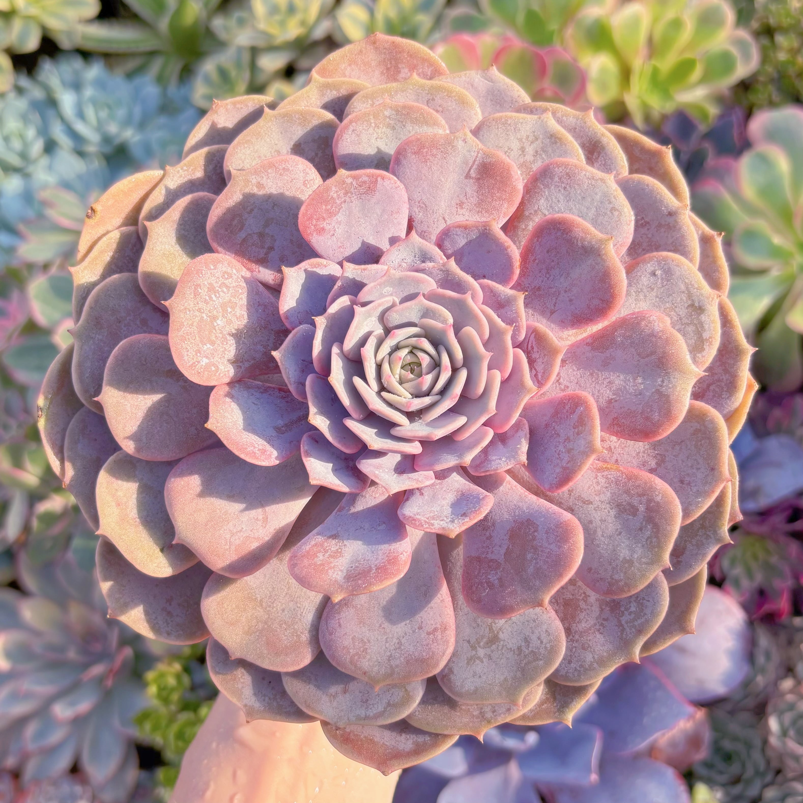 現品　ピンクローラ#A027　特大苗　るる農園