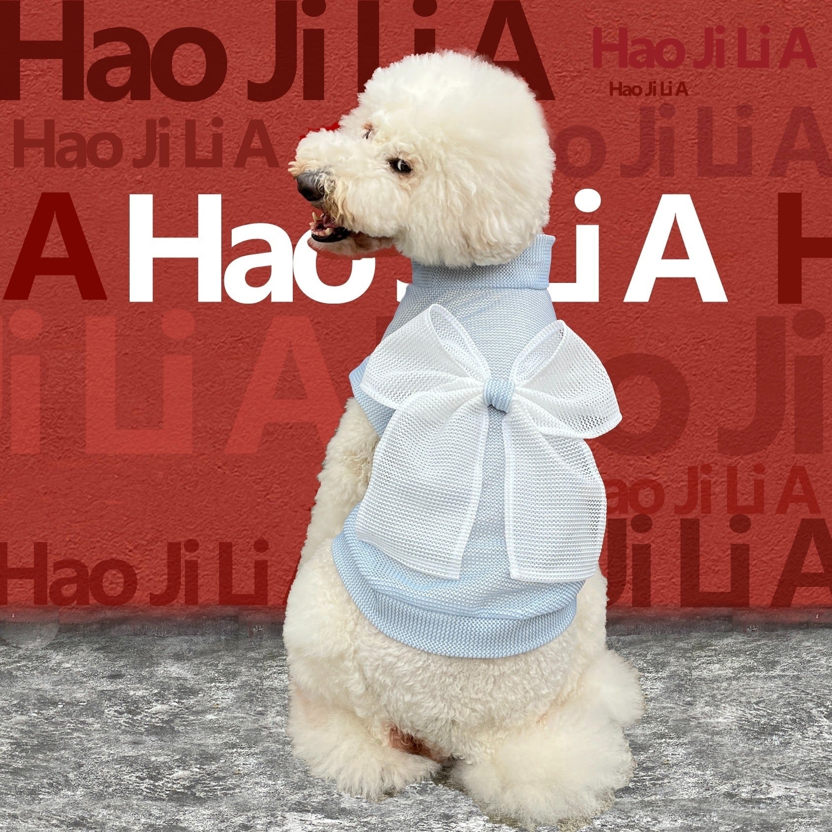 スタンダードプードル専門 カタログ | おむのおうち