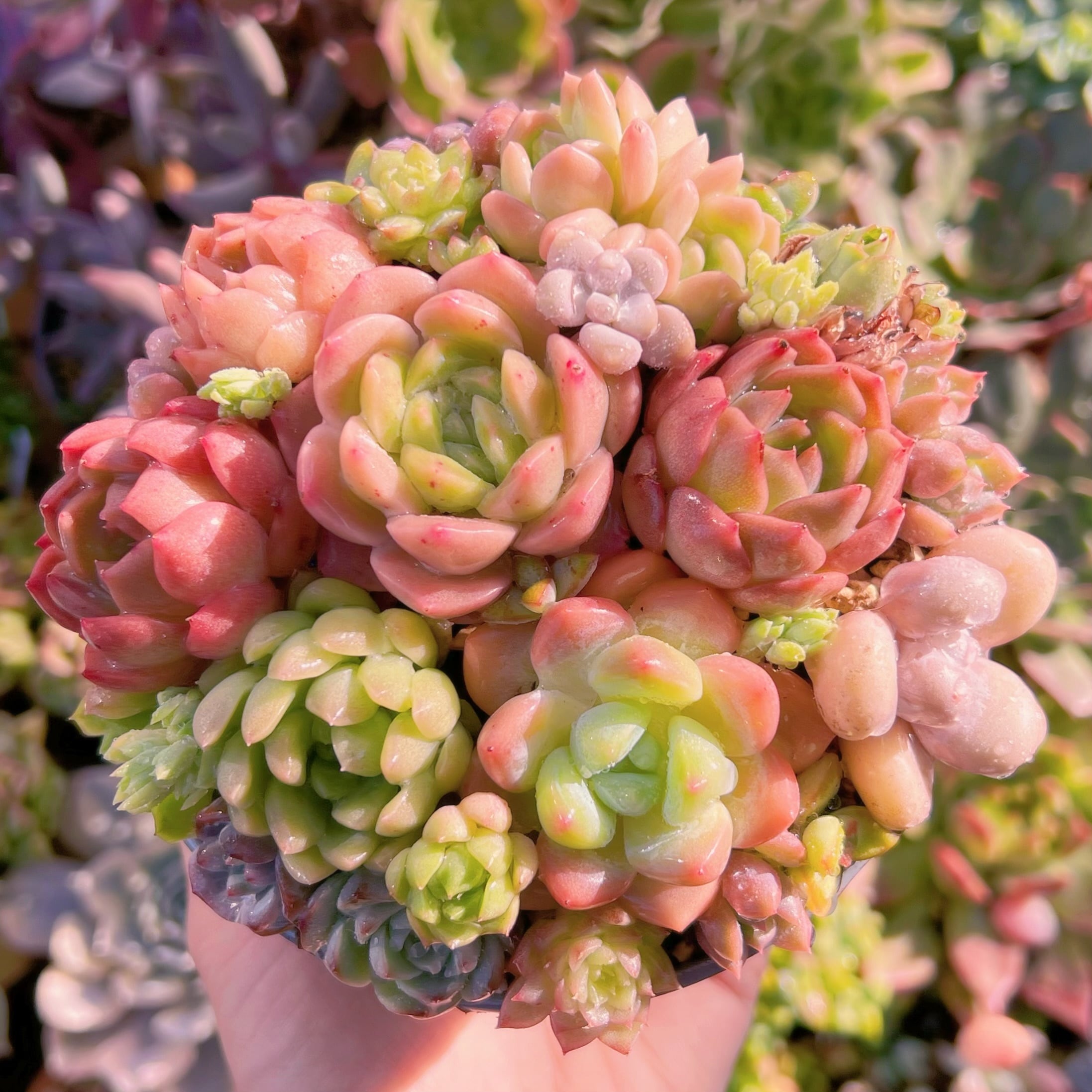 現品　 寄せ植えセット#672　るる農園