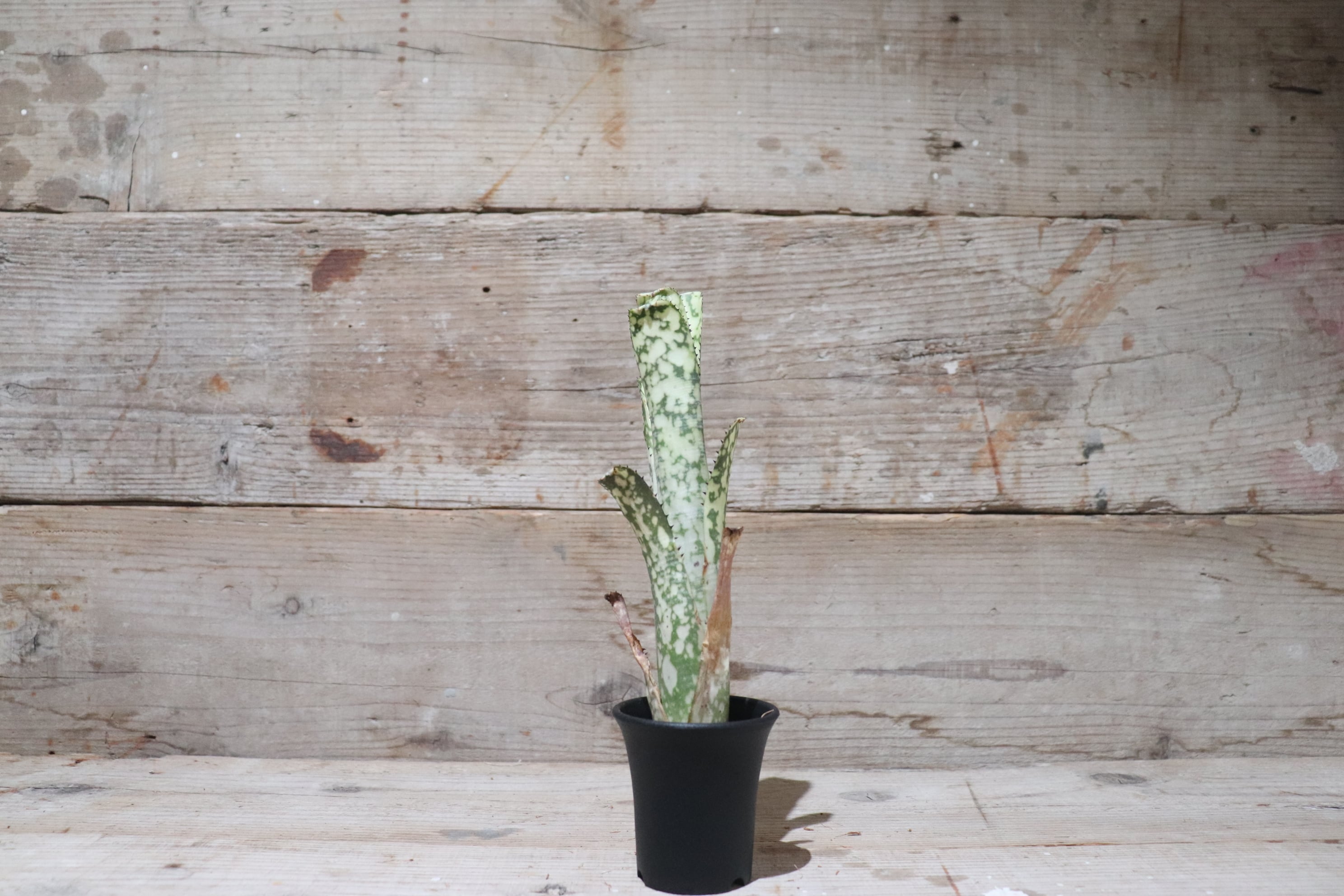 送料無料】 Billbergia 'Limestone' 〔ビルベルギア〕現品発送B0018