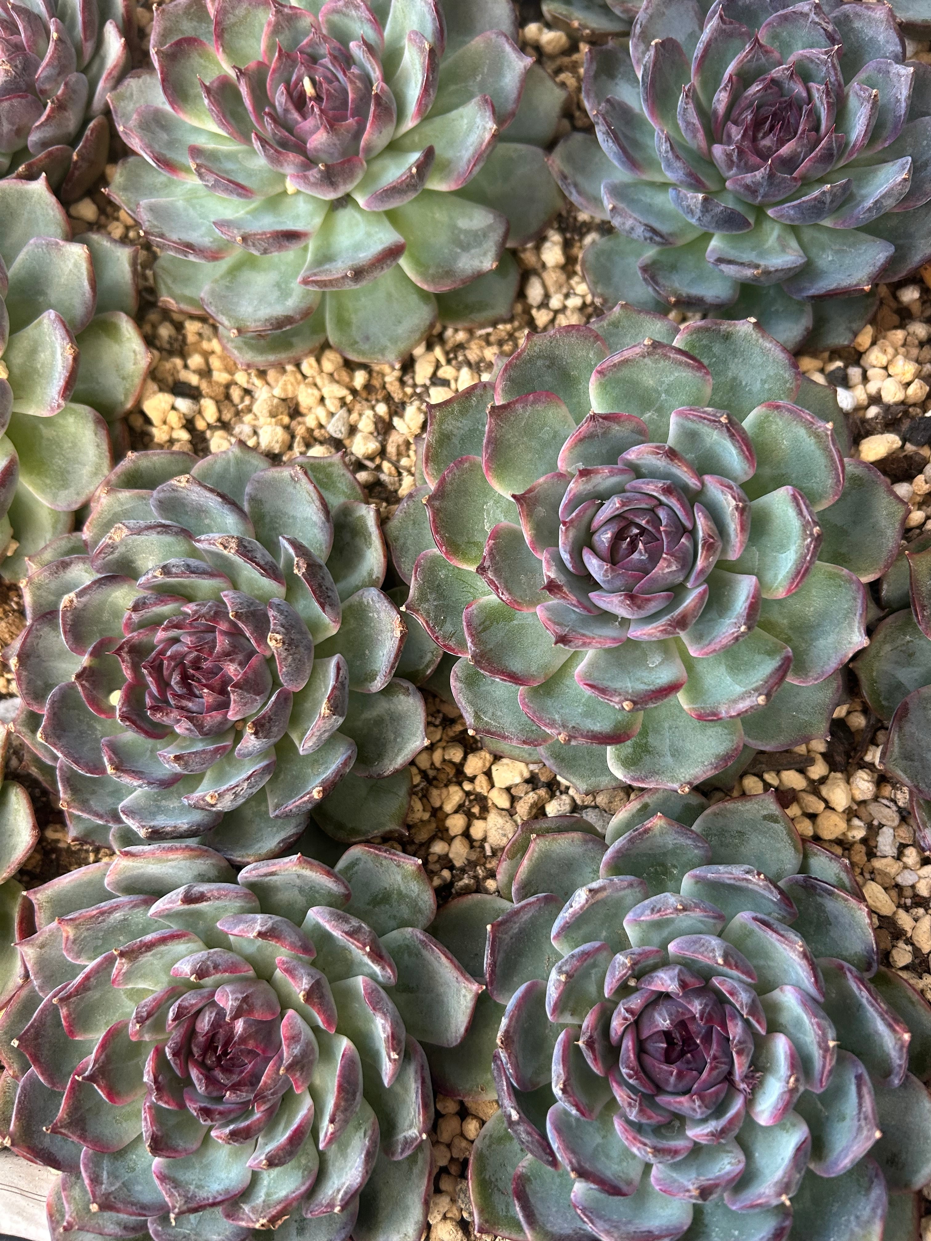 多肉植物 アエオニウム 孔雀白錦 美苗 #孔3 | PAY ID