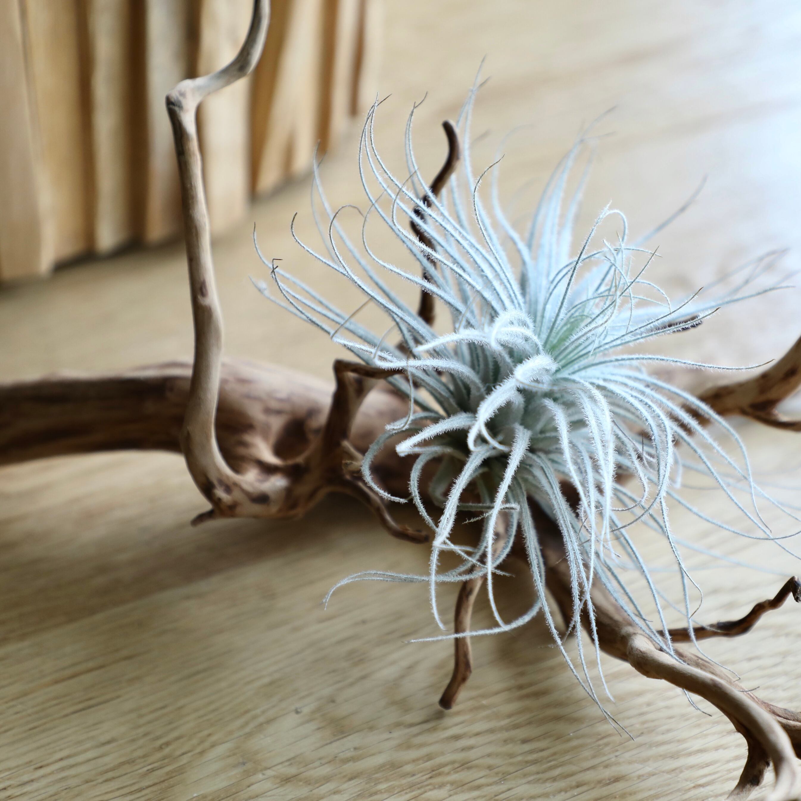 チランジア テクトラム 銀葉種 Xl 観葉植物と鉢 翠堂明 みどりどうめい