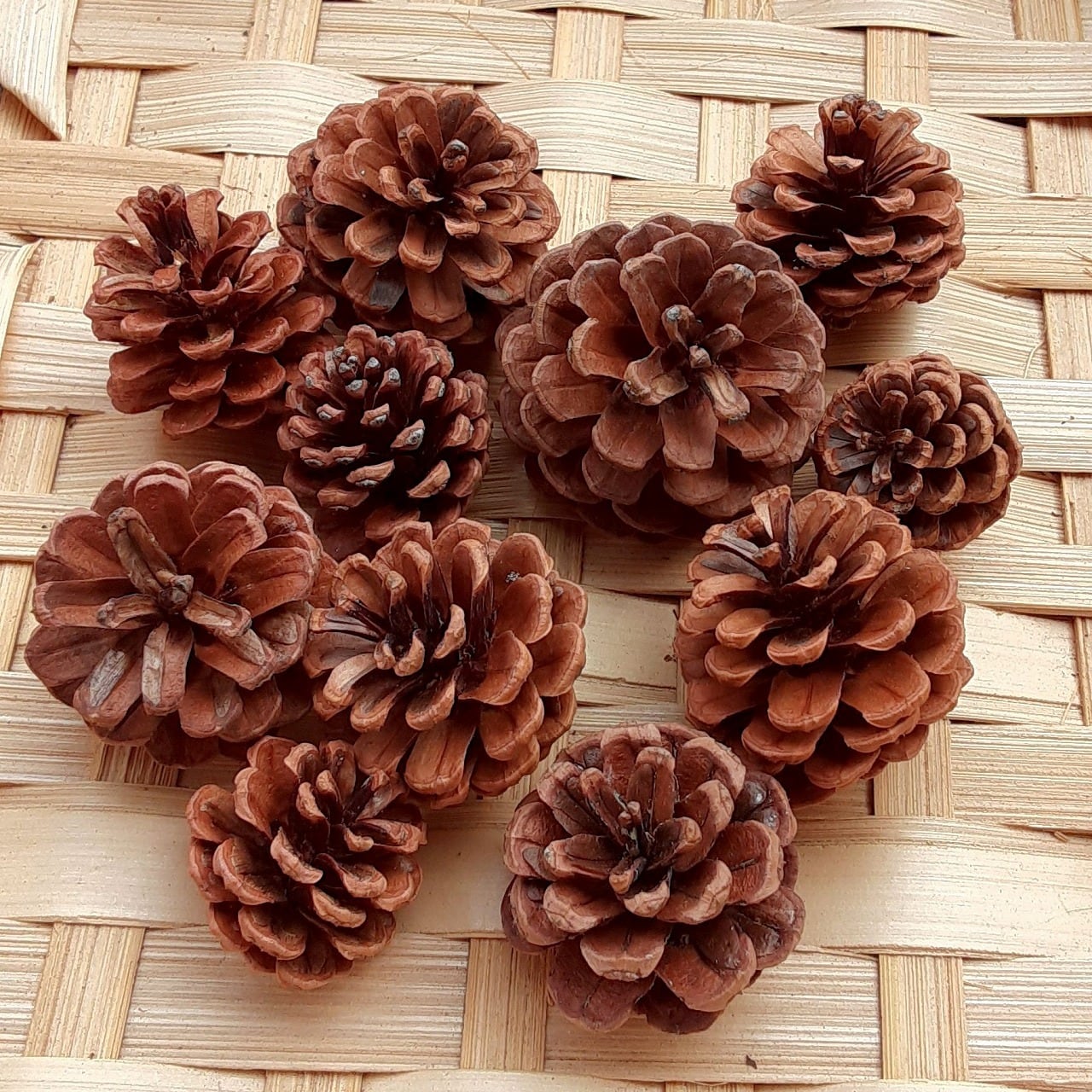 松ぼっくり ブラウン 小 10個 | 木の実通販の shop.木の実