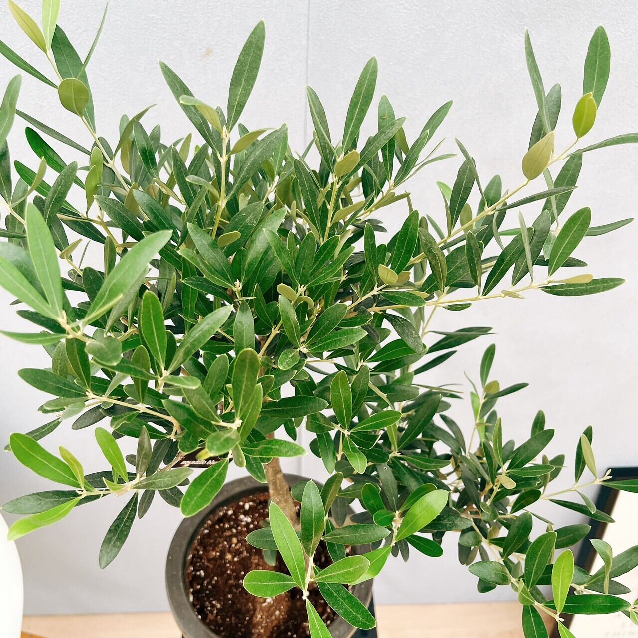 オリーブの木 ミッション 盆栽風 8号 約40cm 現品販売 オリーブの木 ミッション 盆栽風 8号 約40cm 現品販売 - メルカリ