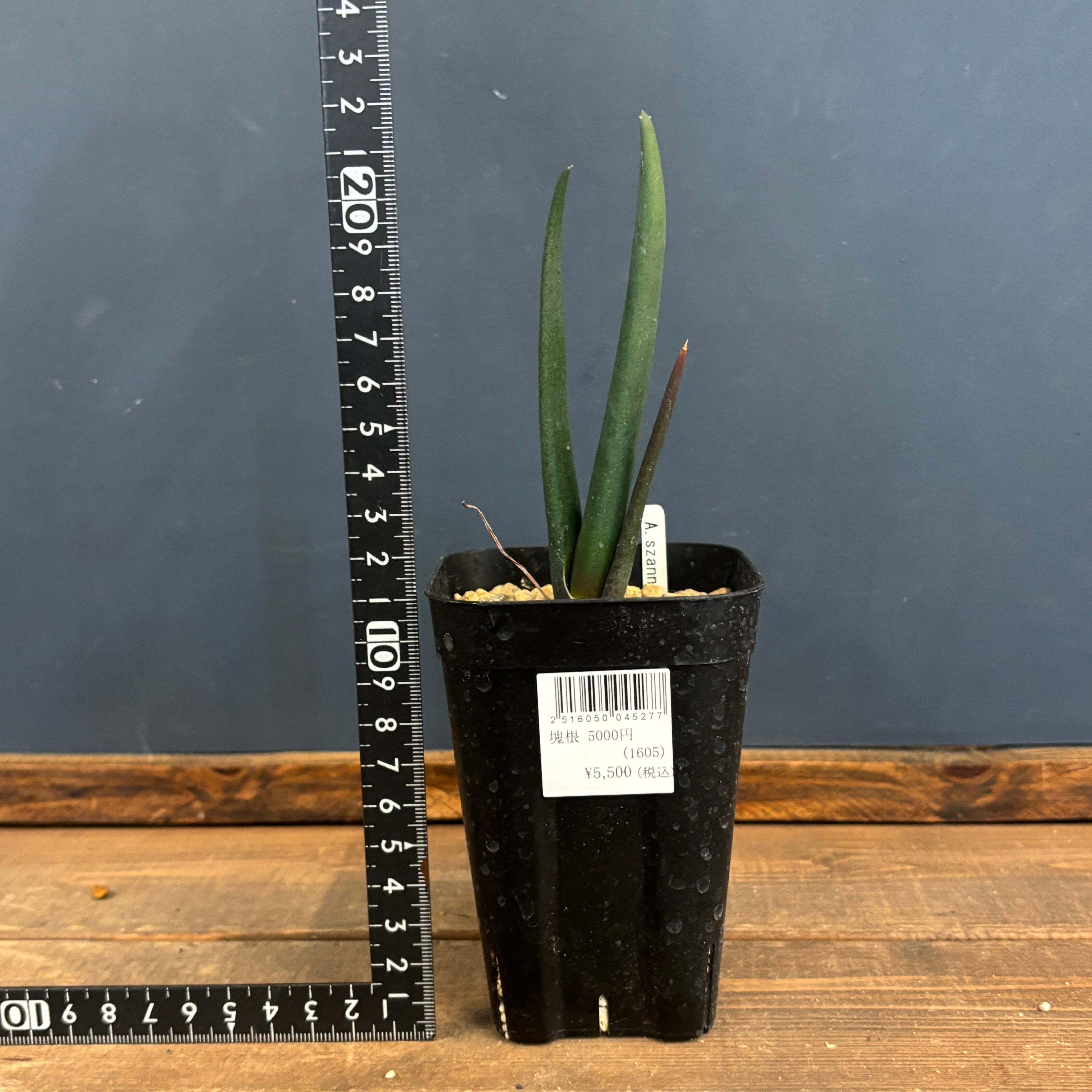 アロエ スザンナエ【223】 | PROTOLEAF プロトリーフ